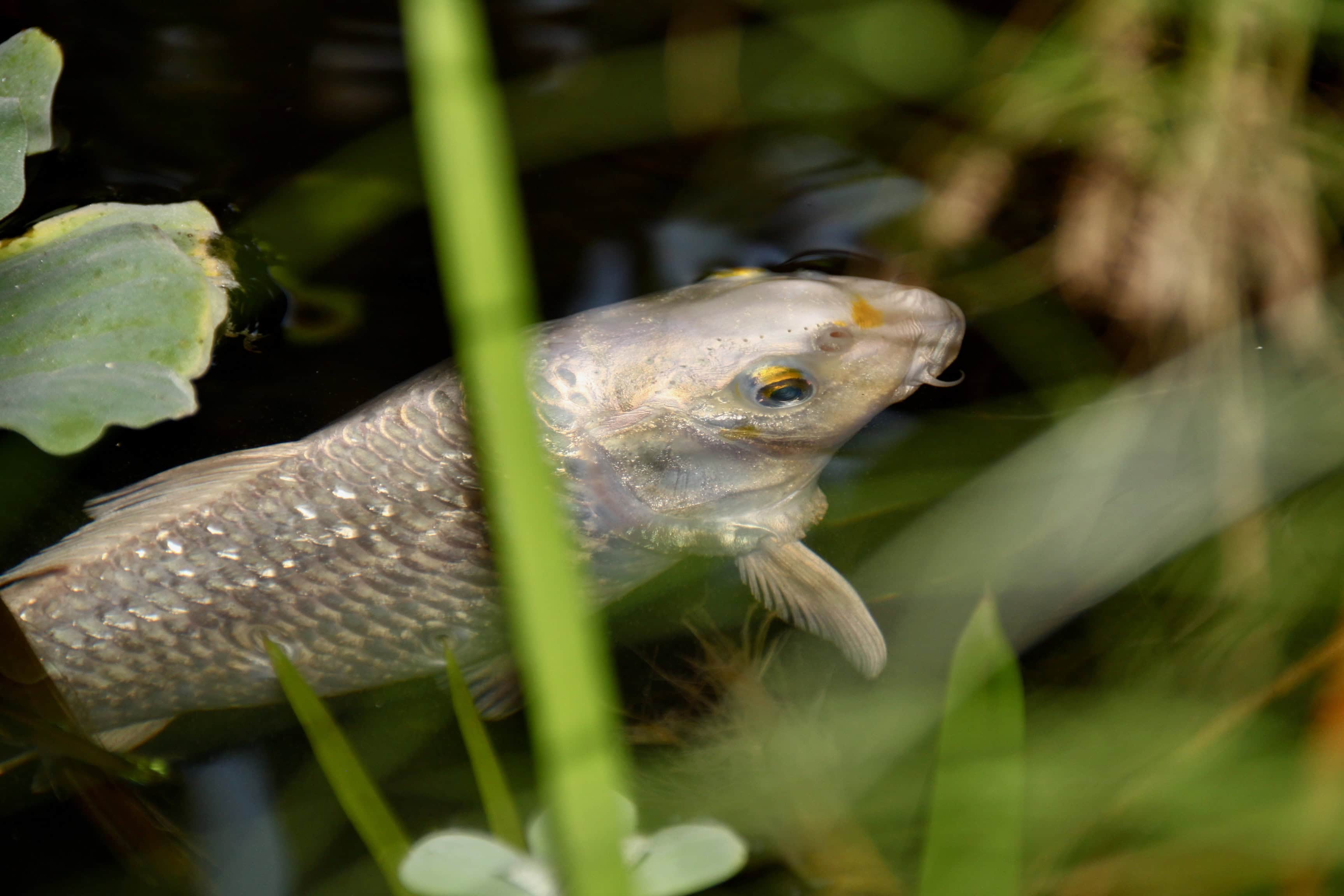 Fish at Glasgow Botanic Gardens by Jez Braithwaite