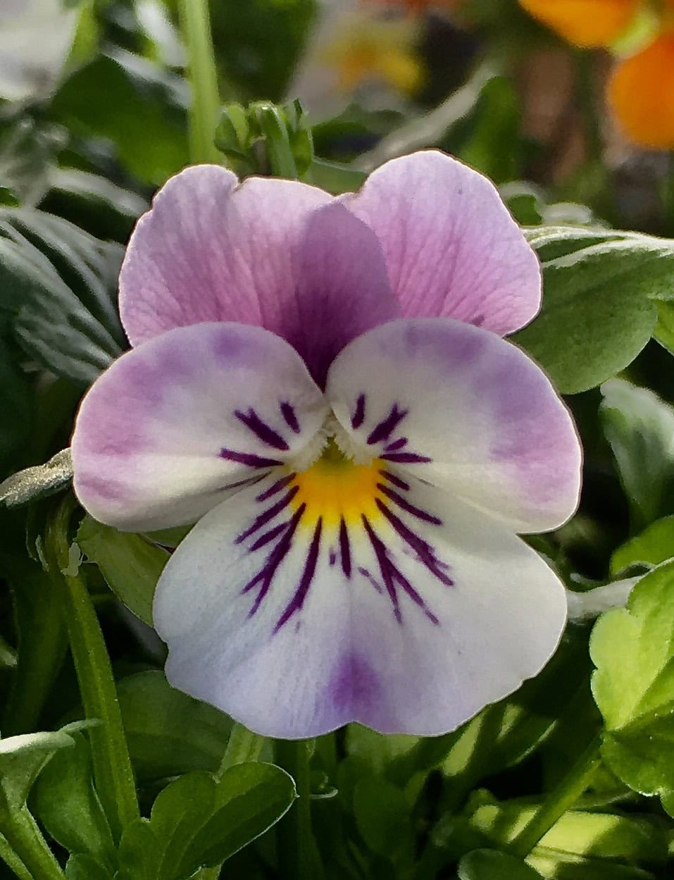 Viola by Jez Braithwaite
