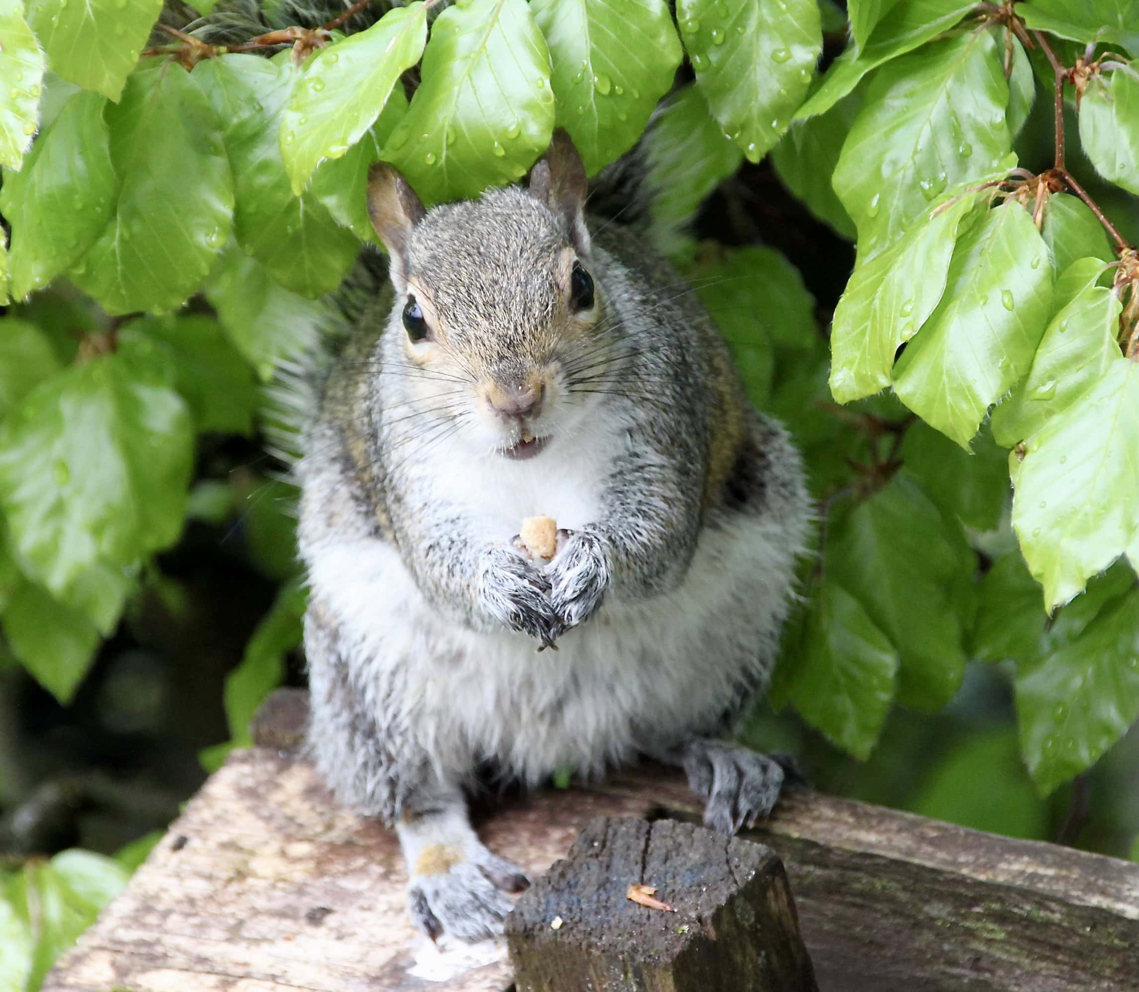 Squirrel by Jez Braithwaite
