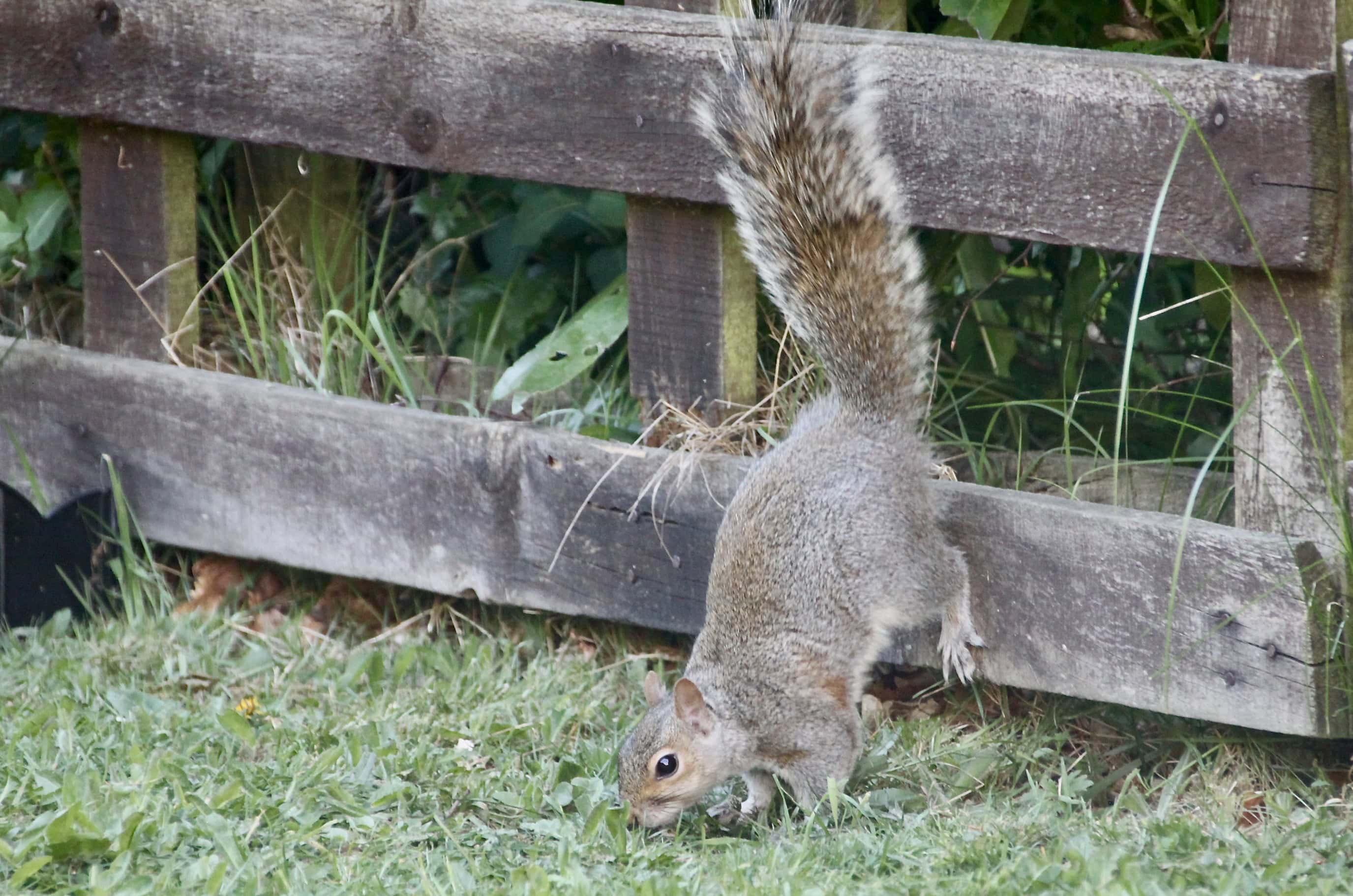Squirrel by Jez Braithwaite