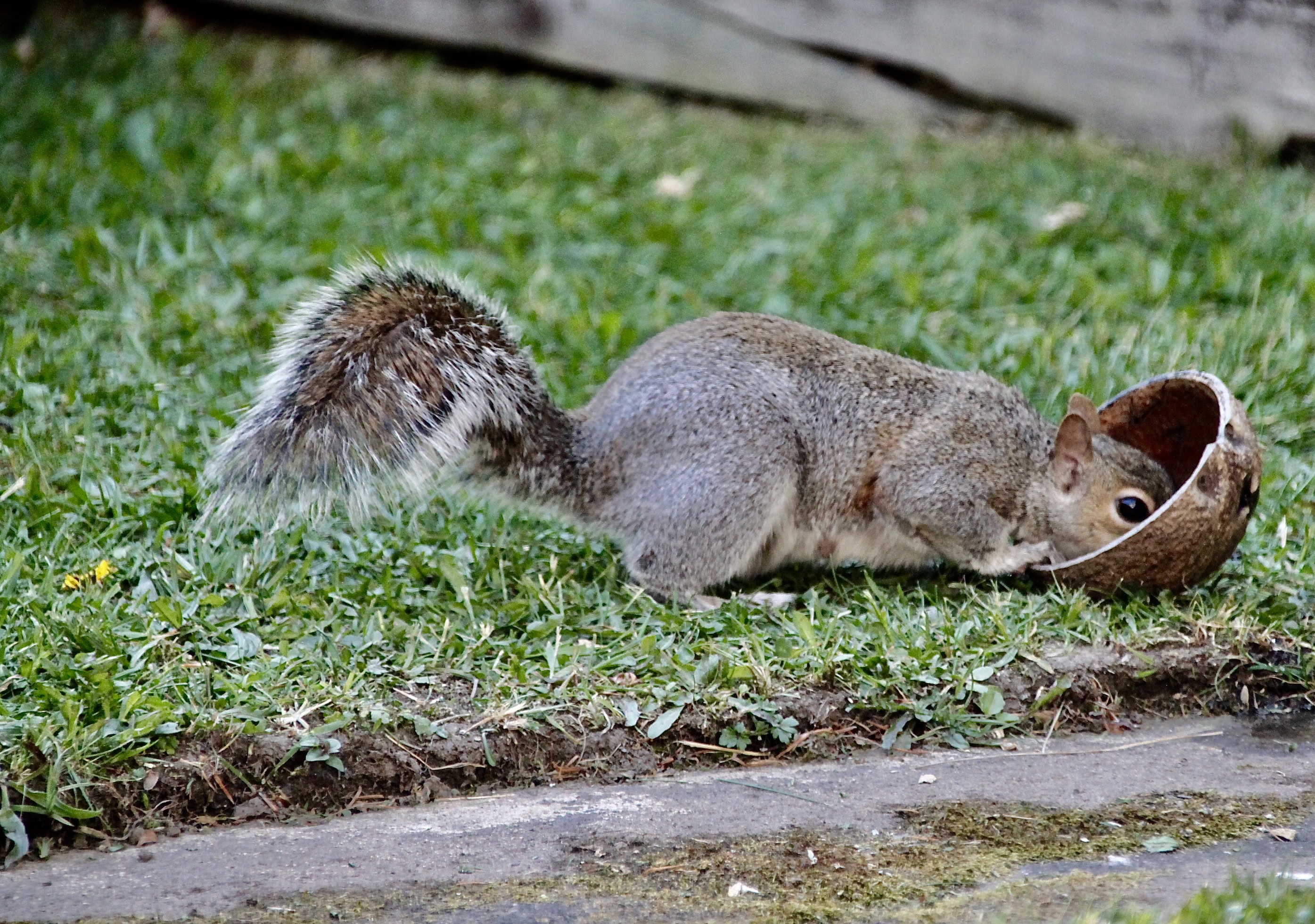 Squirrel by Jez braithwaite