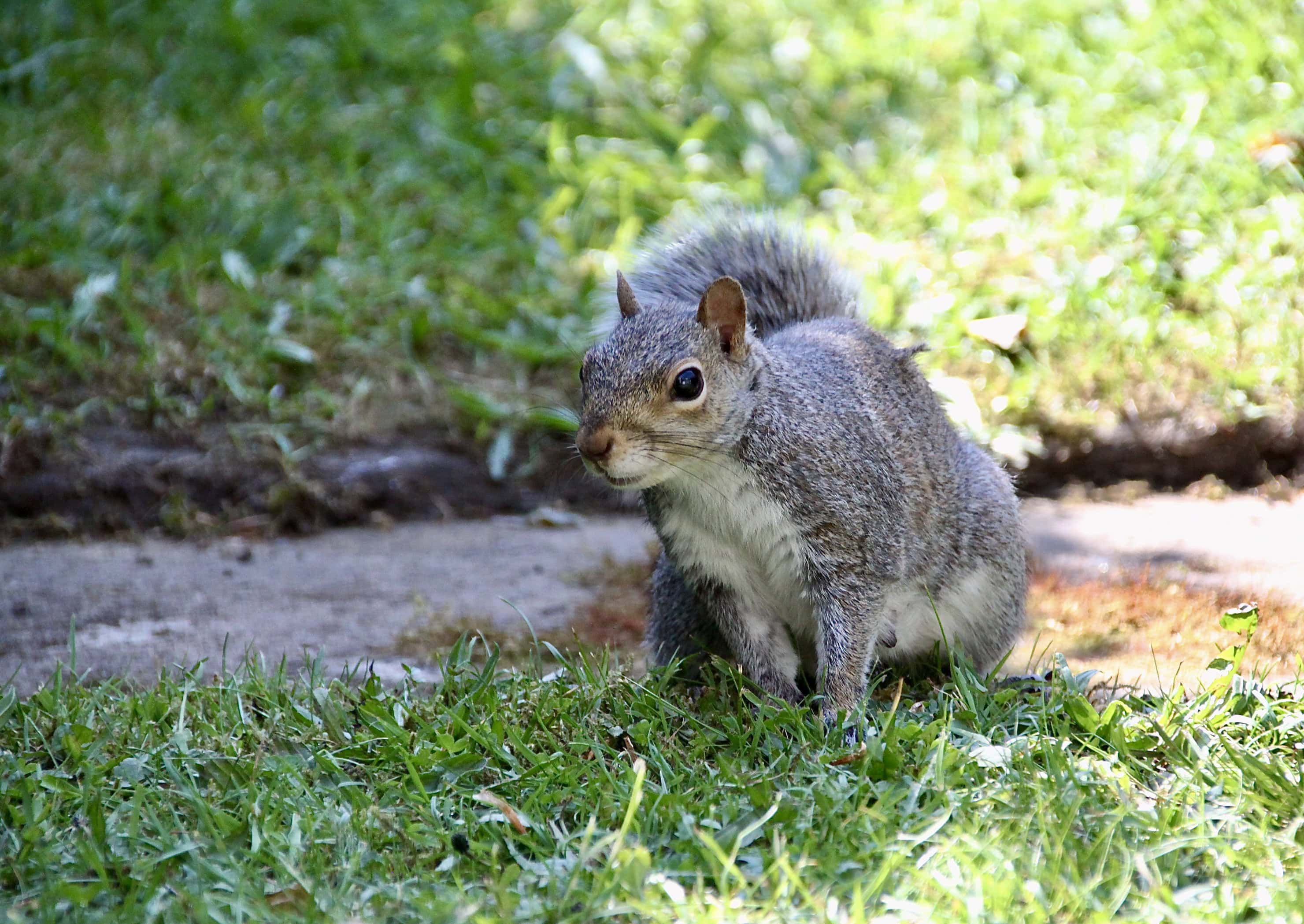 Squirrel by Jez Braithwaite