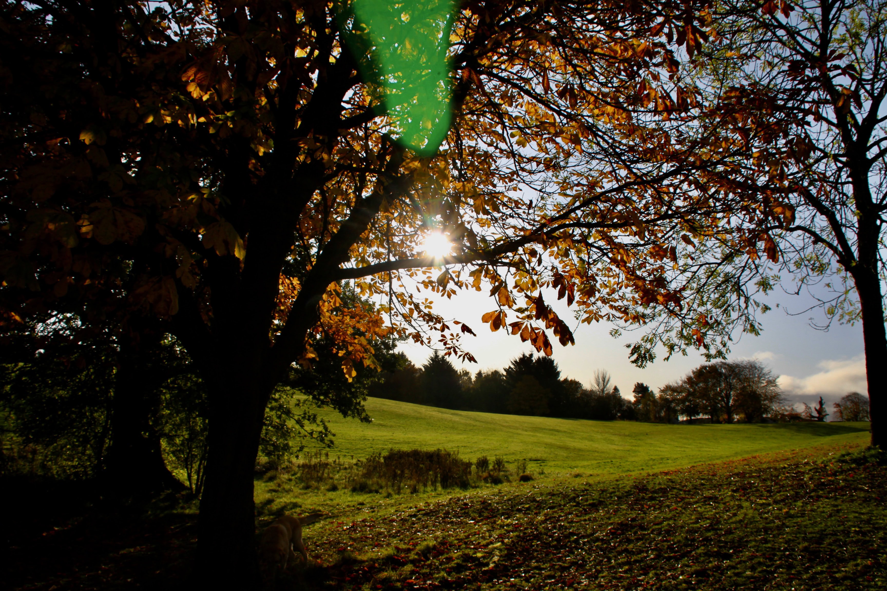 Autumn Sun by Jez Braithwaite