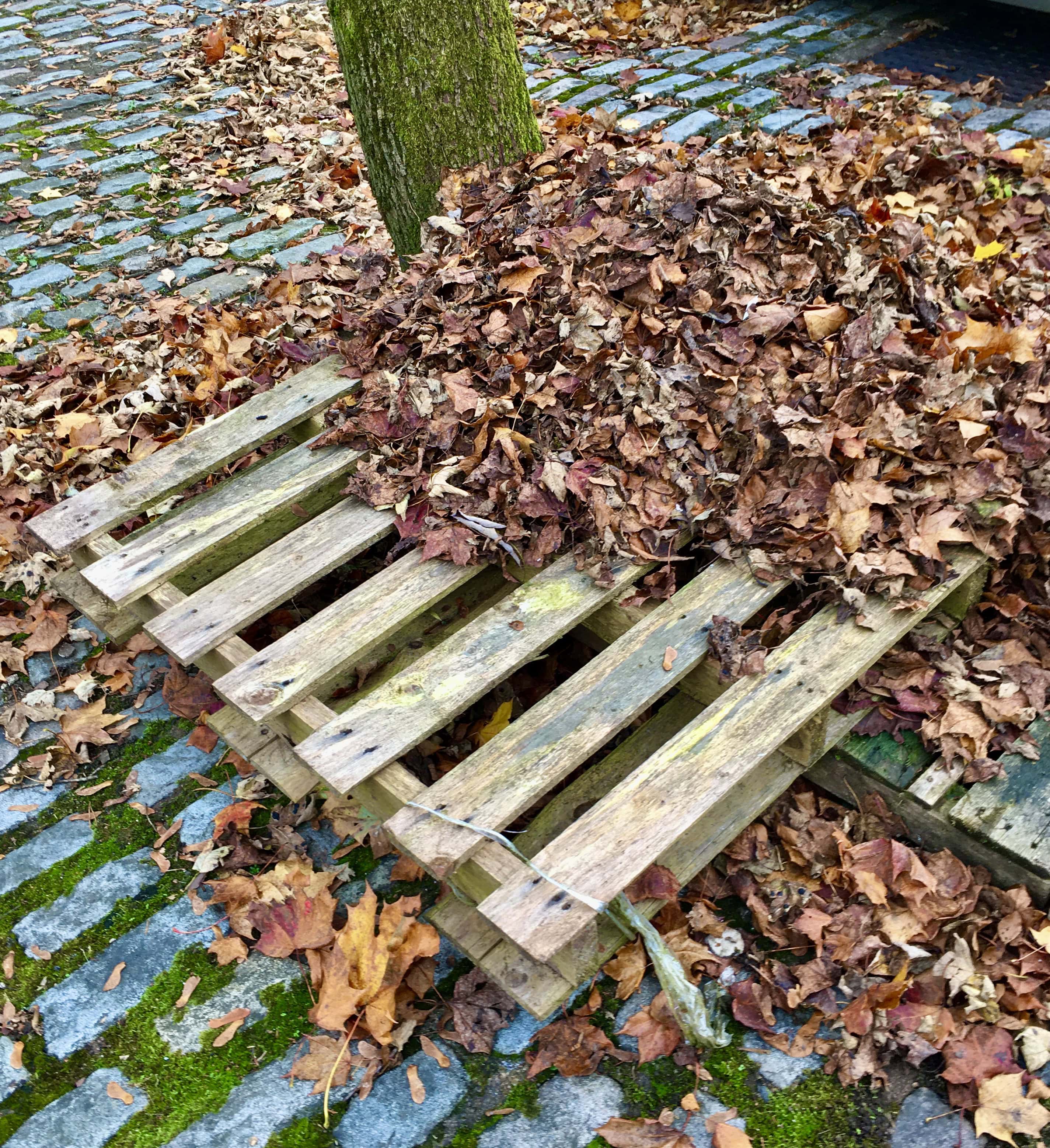 Leafs on a pallet by Jez Braithwaite