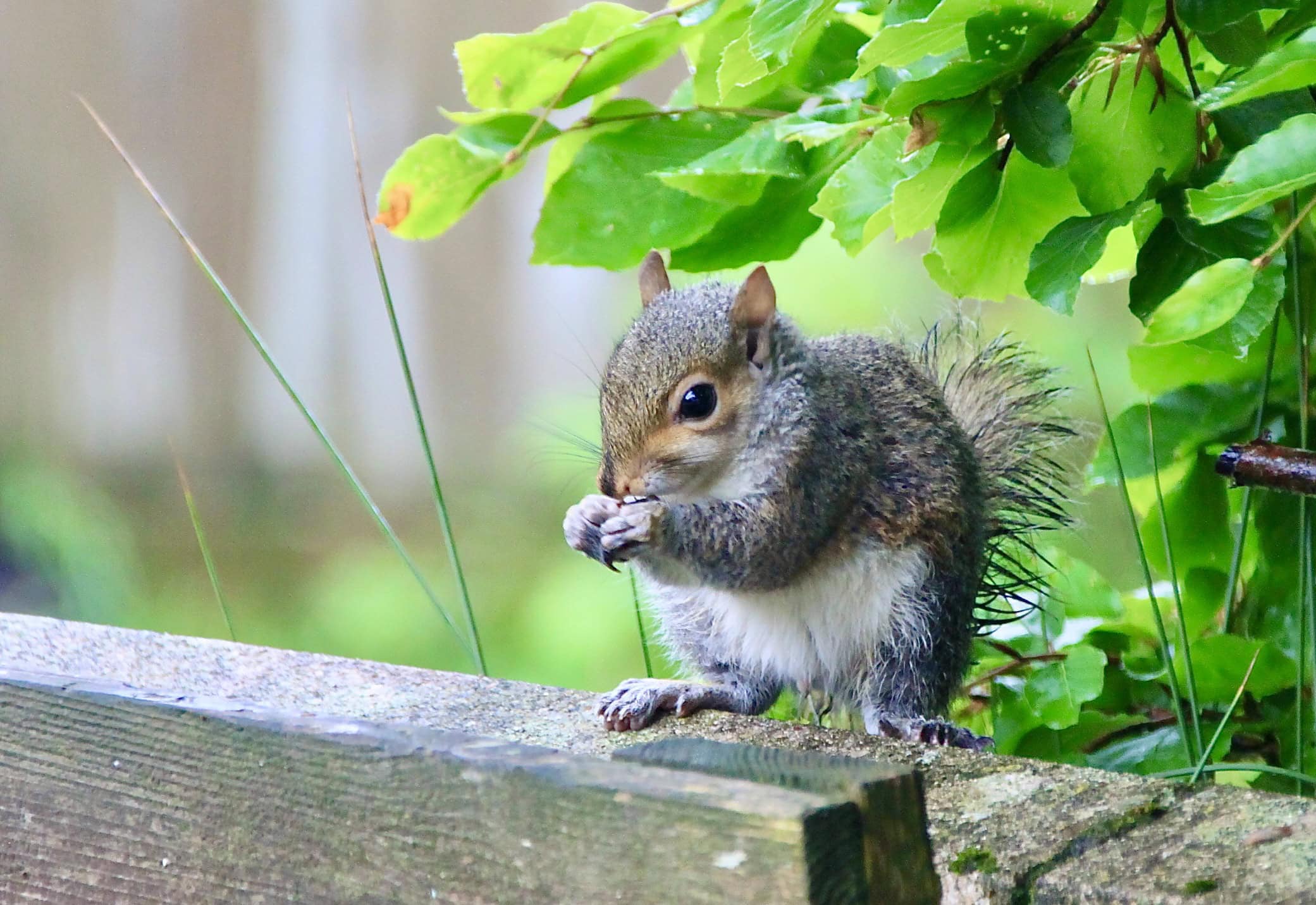 Baby squirrel by Jez Braithwaite
