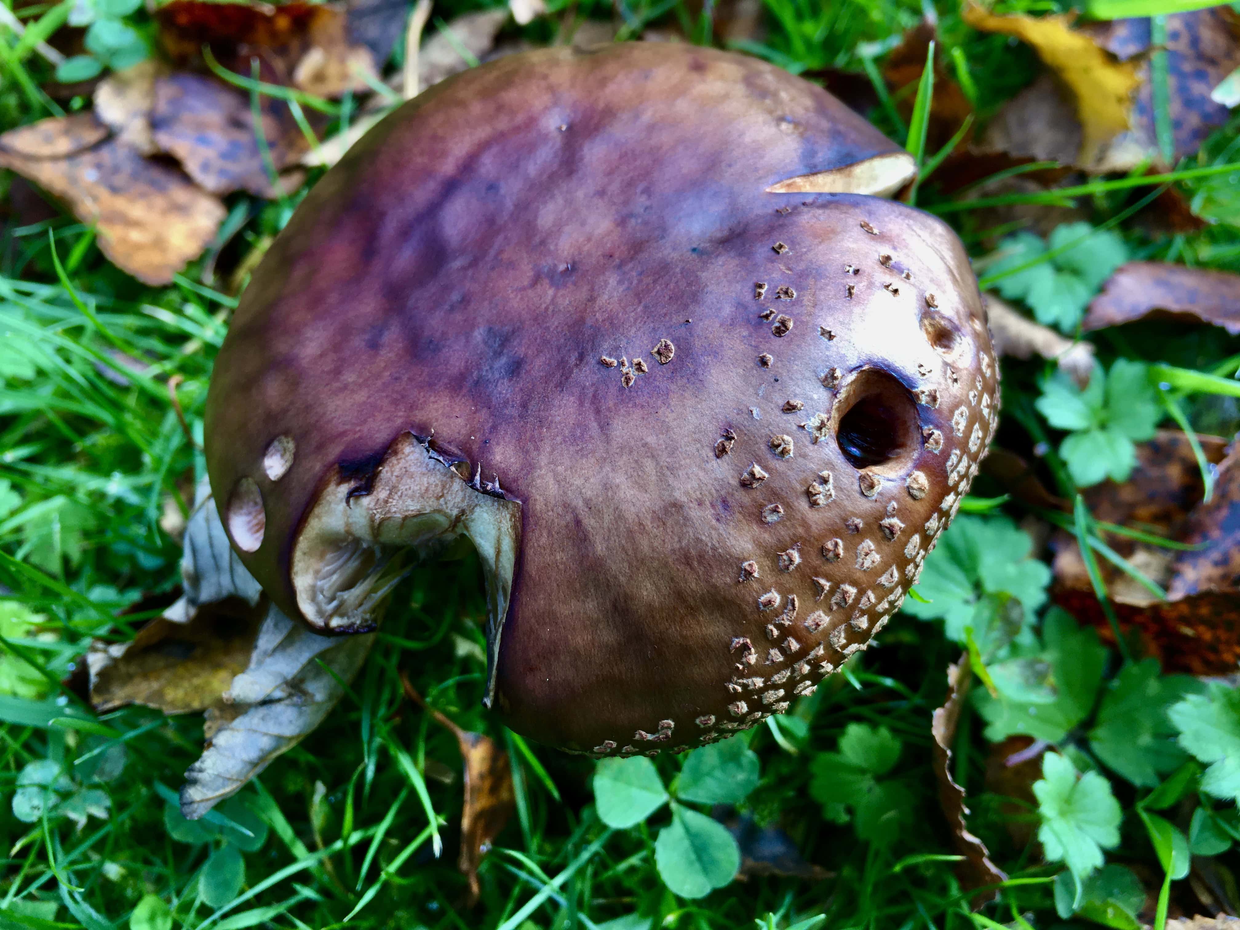 Mushroom by Jez Braithwaite