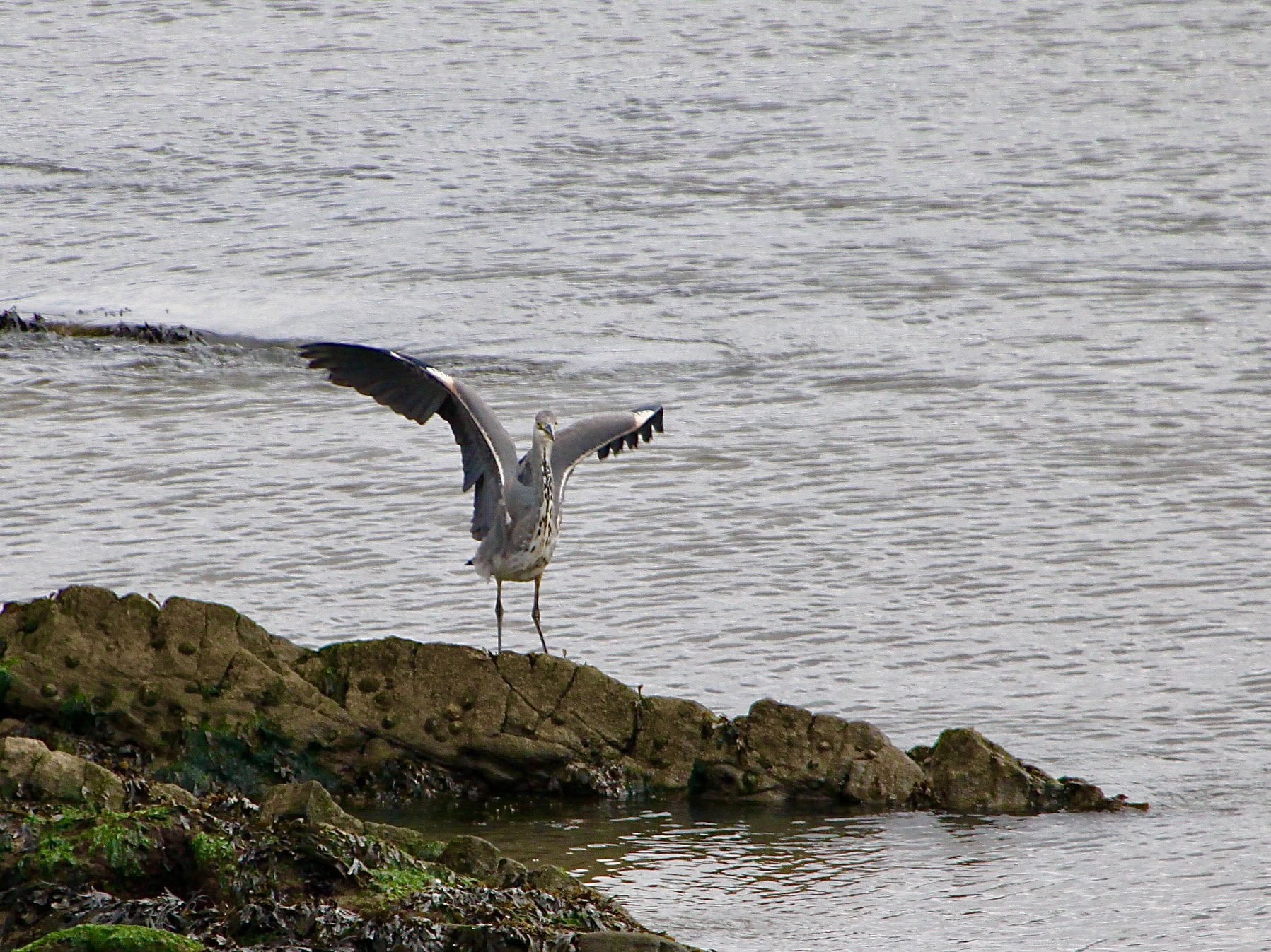 Great Blue Heron at Arbroath by Jez Braithwaite