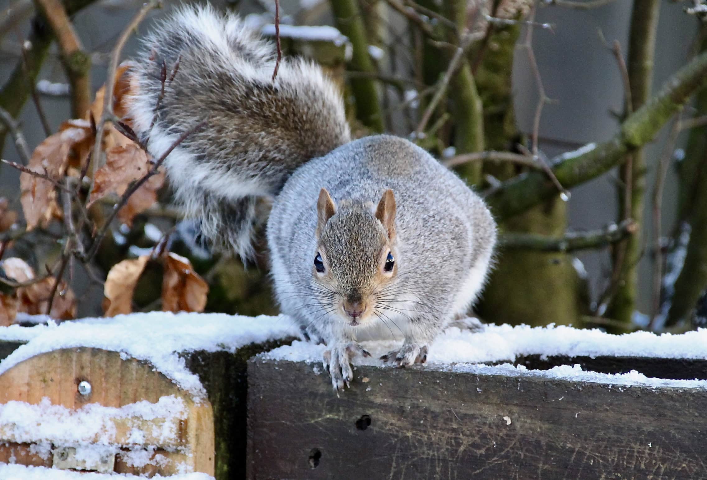 Squirrel by Jez Braithwaite