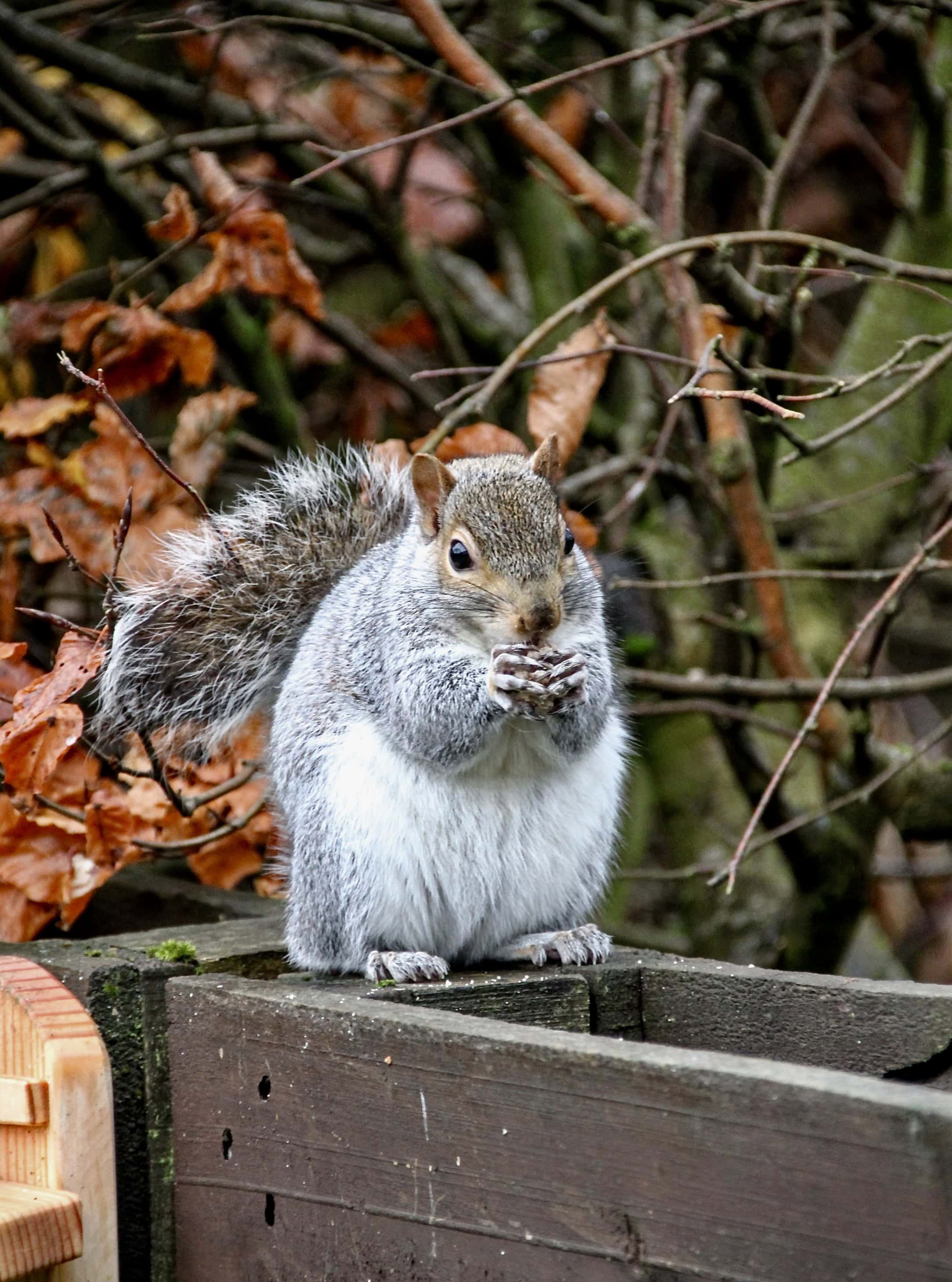 Squirrel eating by Jez Braithwaite