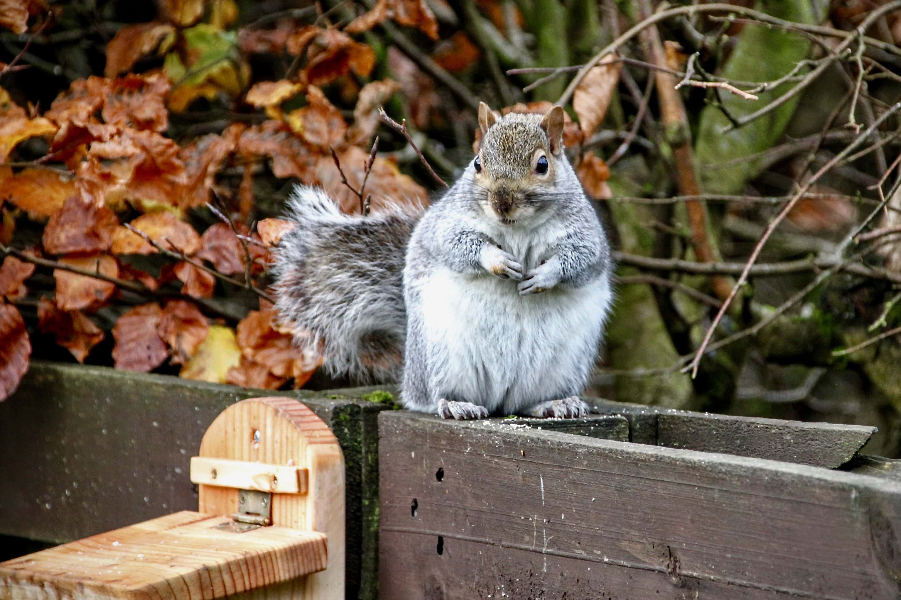 Squirrel by Jez Braithwaite