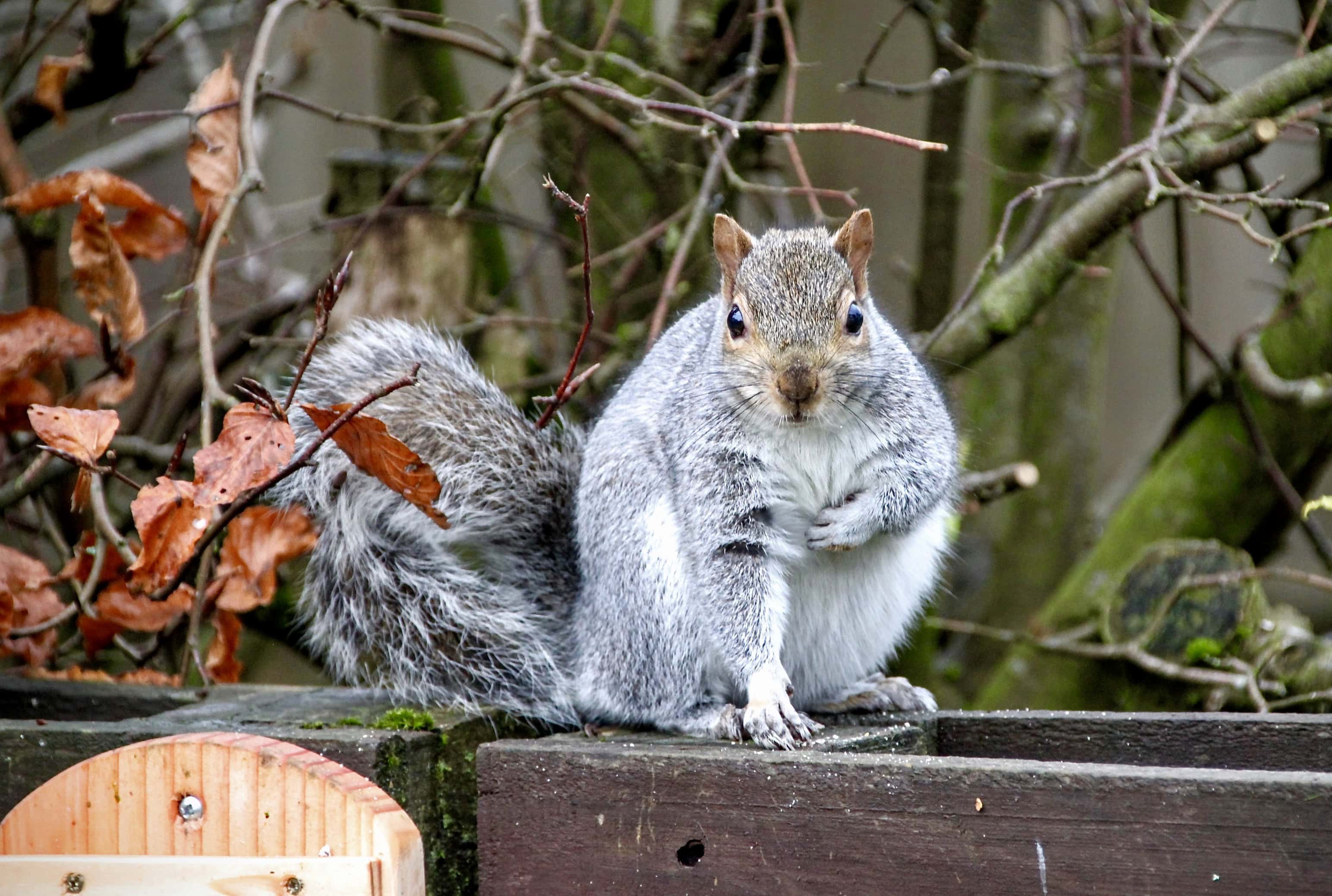 Squirrel by Jez Braithwaite