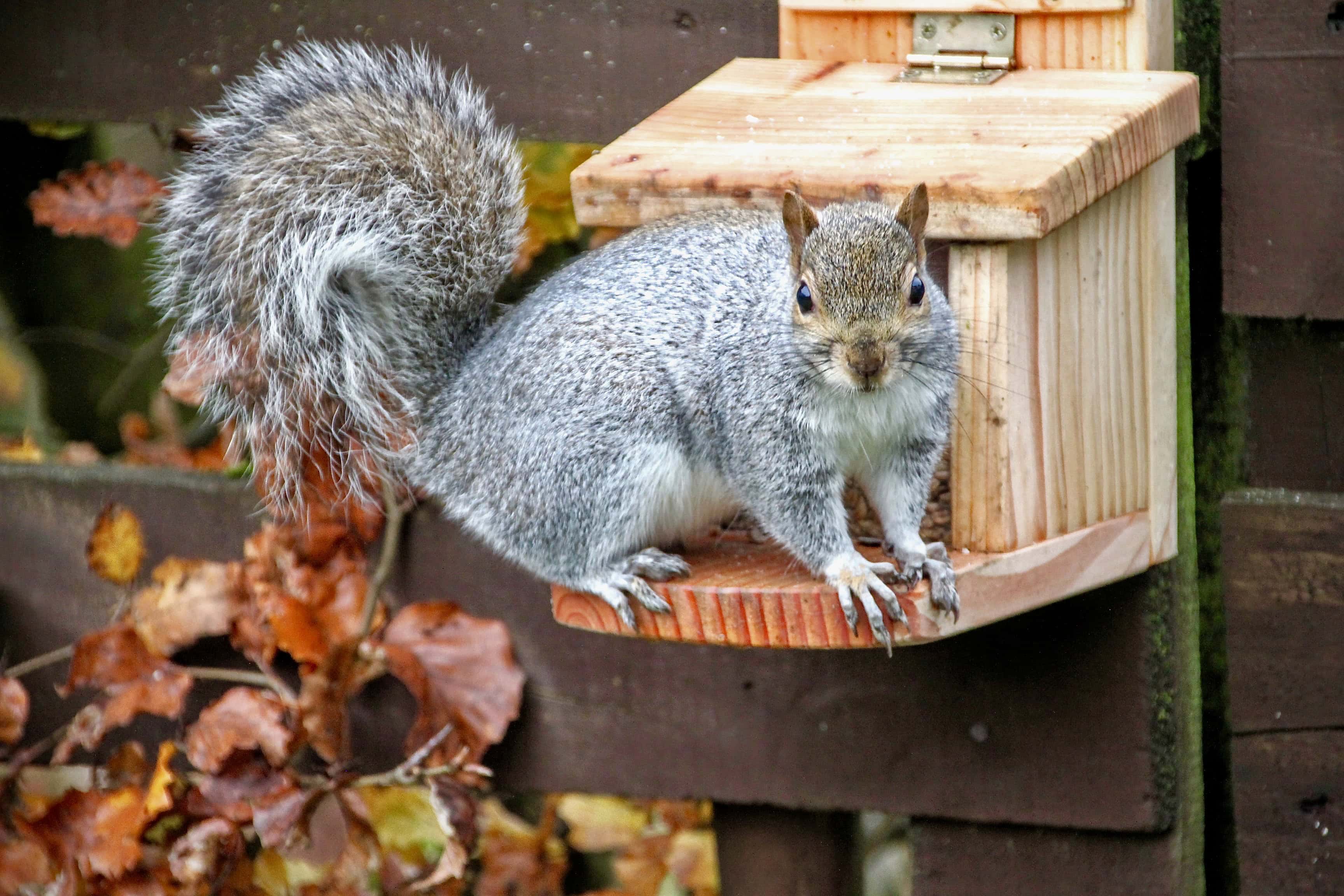 Squirrel by Jez Braithwaite
