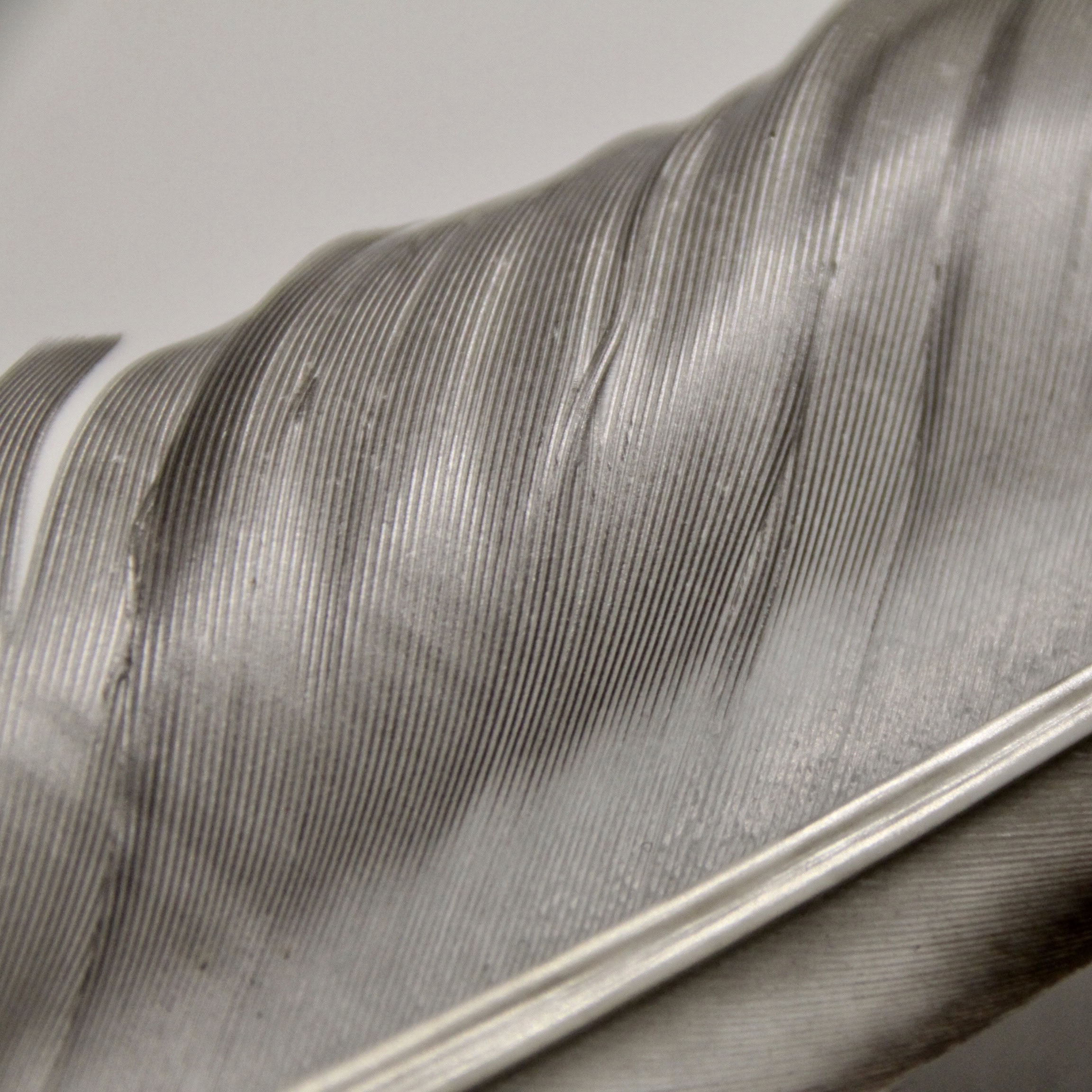 Feathery Lines