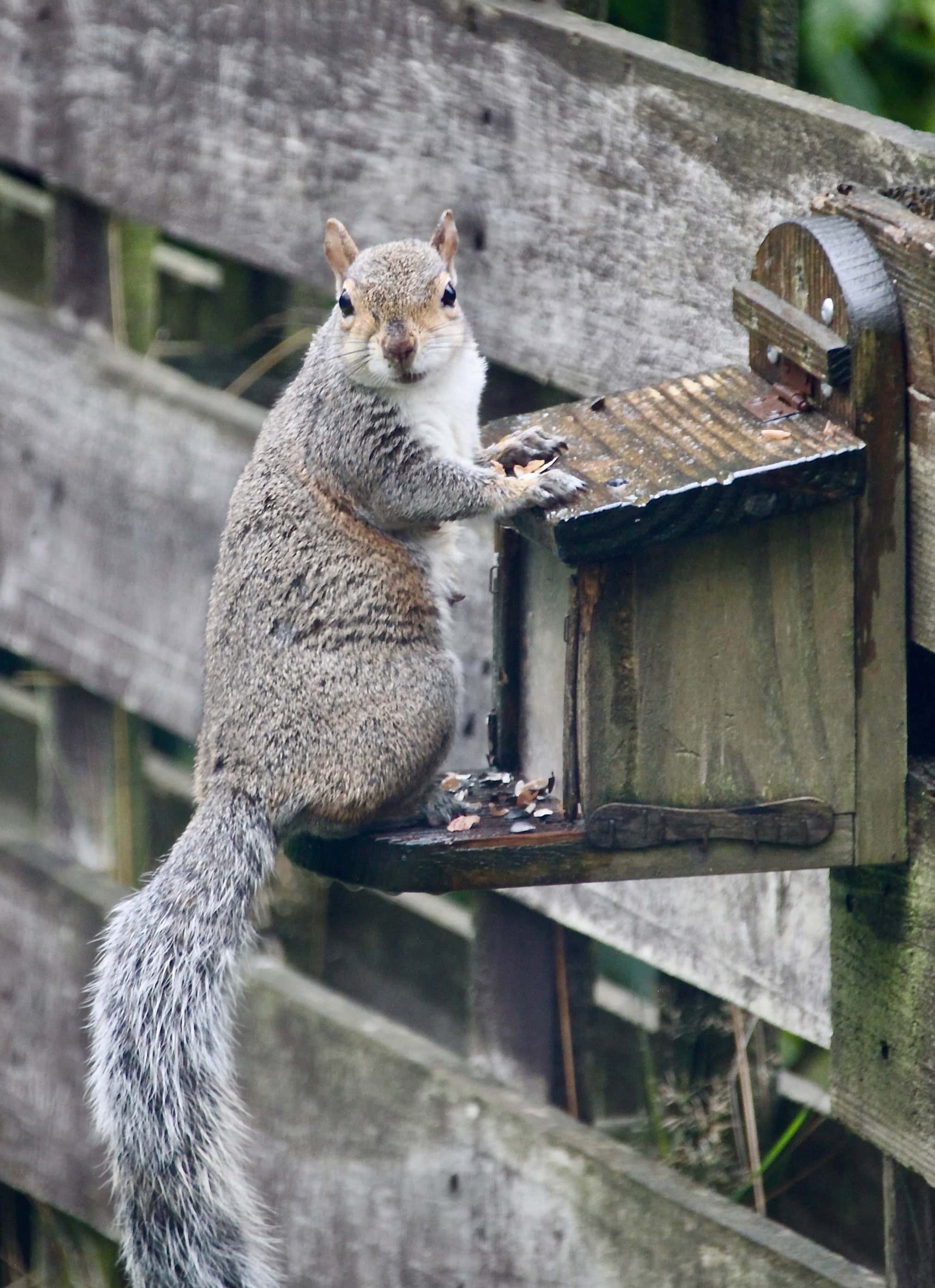 Squirrel by Jez Braithwaite