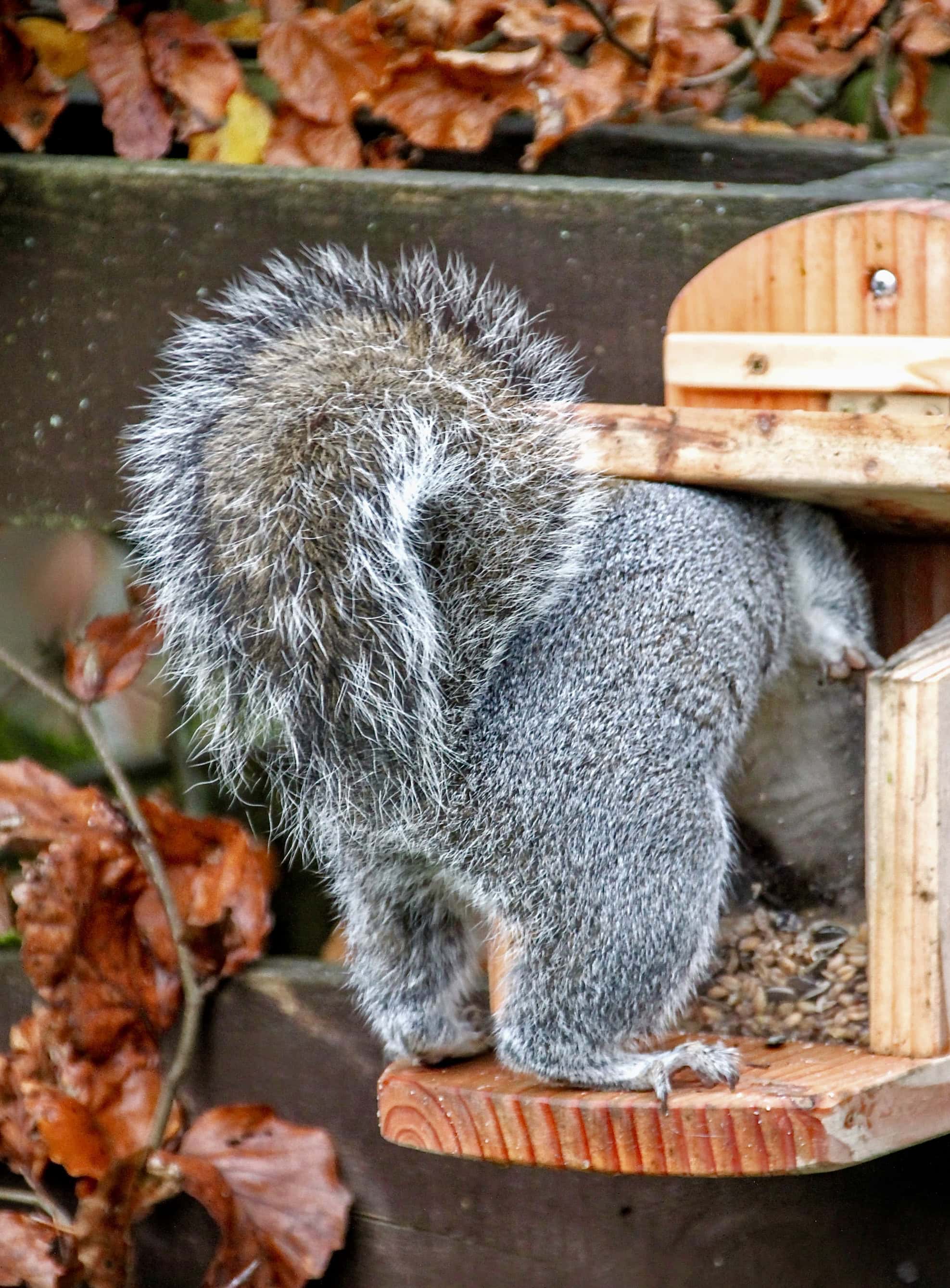 Squirrel Butt by Jez Braithwaite