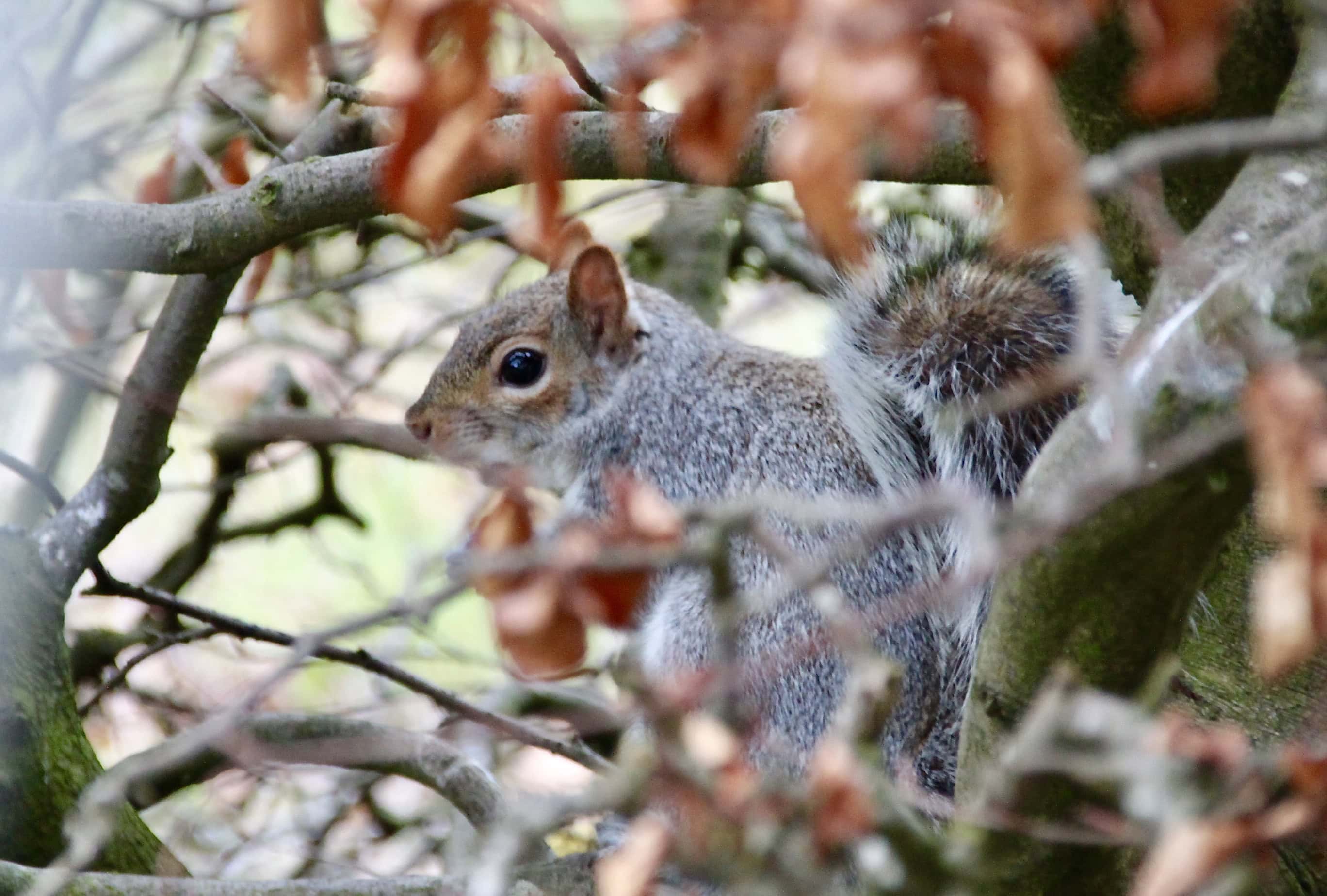 Squirrel hide and seek by Jez Braithwaite