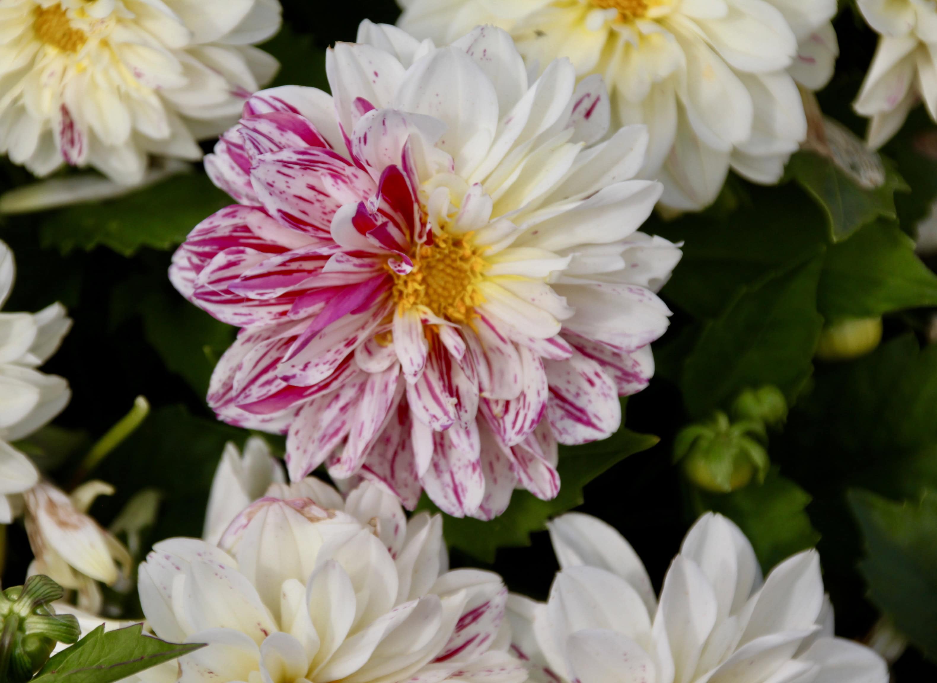 Half & Half Dahlia by Jez Braithwaite