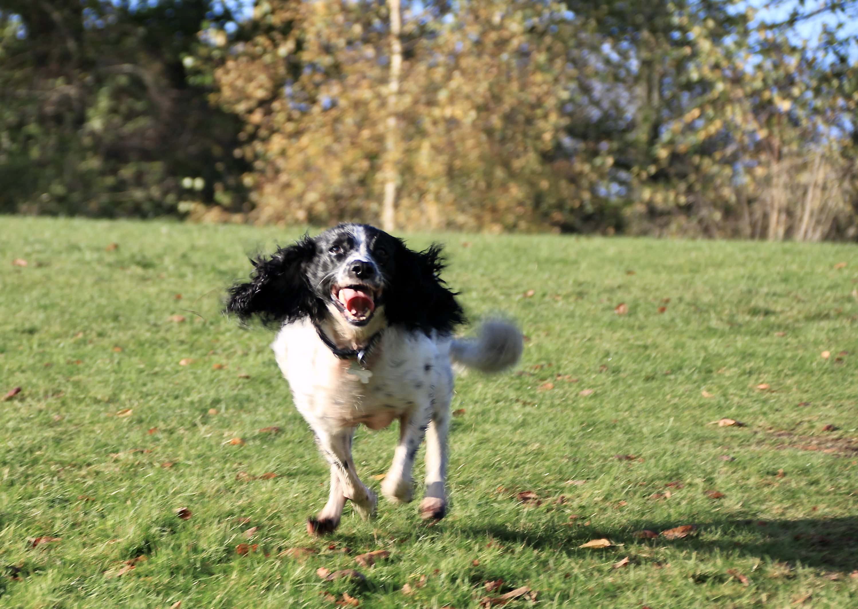 Dug — Animal in Scots #23