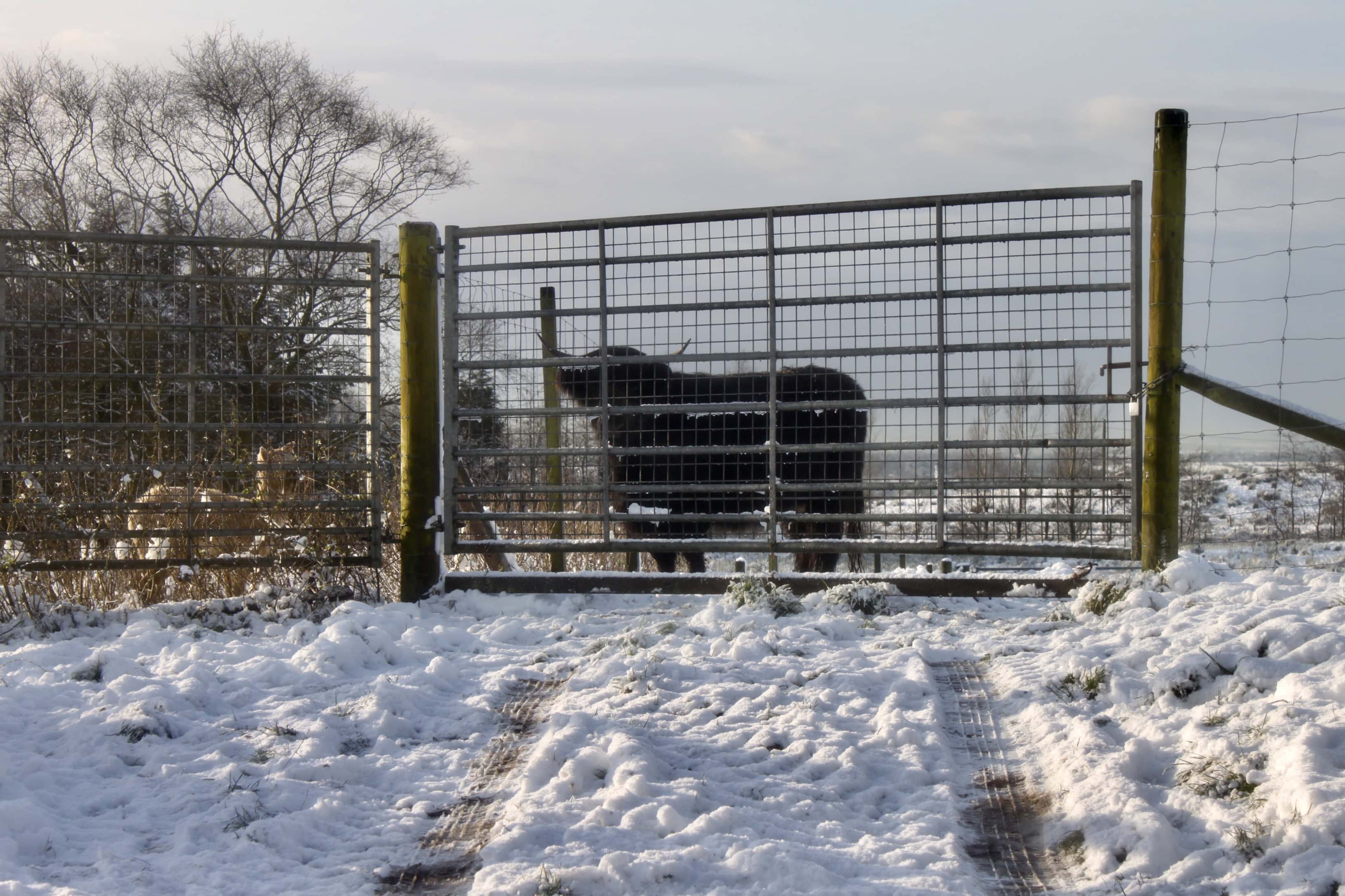 Hielan Coo — Animals in Scots #20