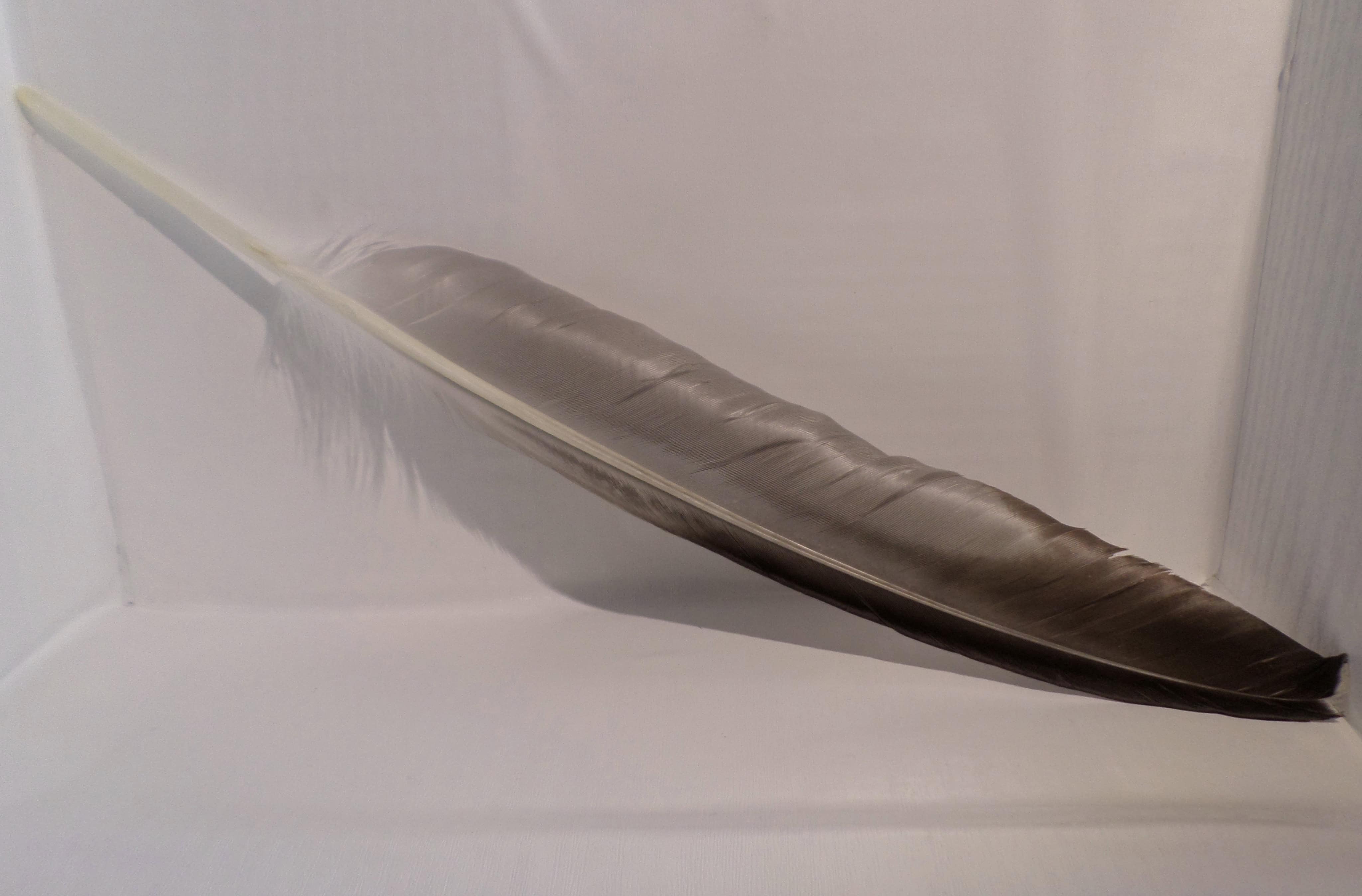Feather by Jez Braithwaite