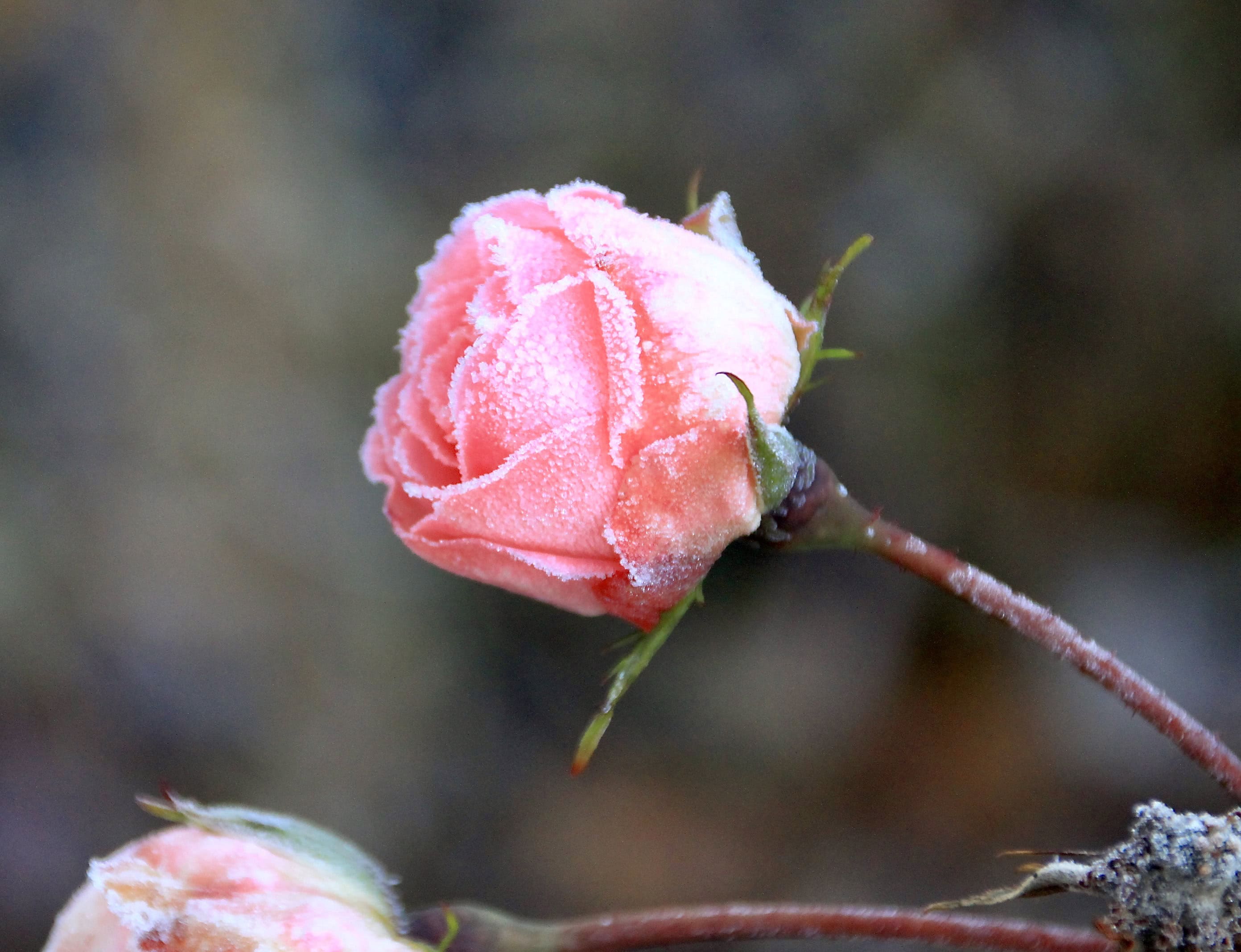 Frosty rose by Jez Braithwaite
