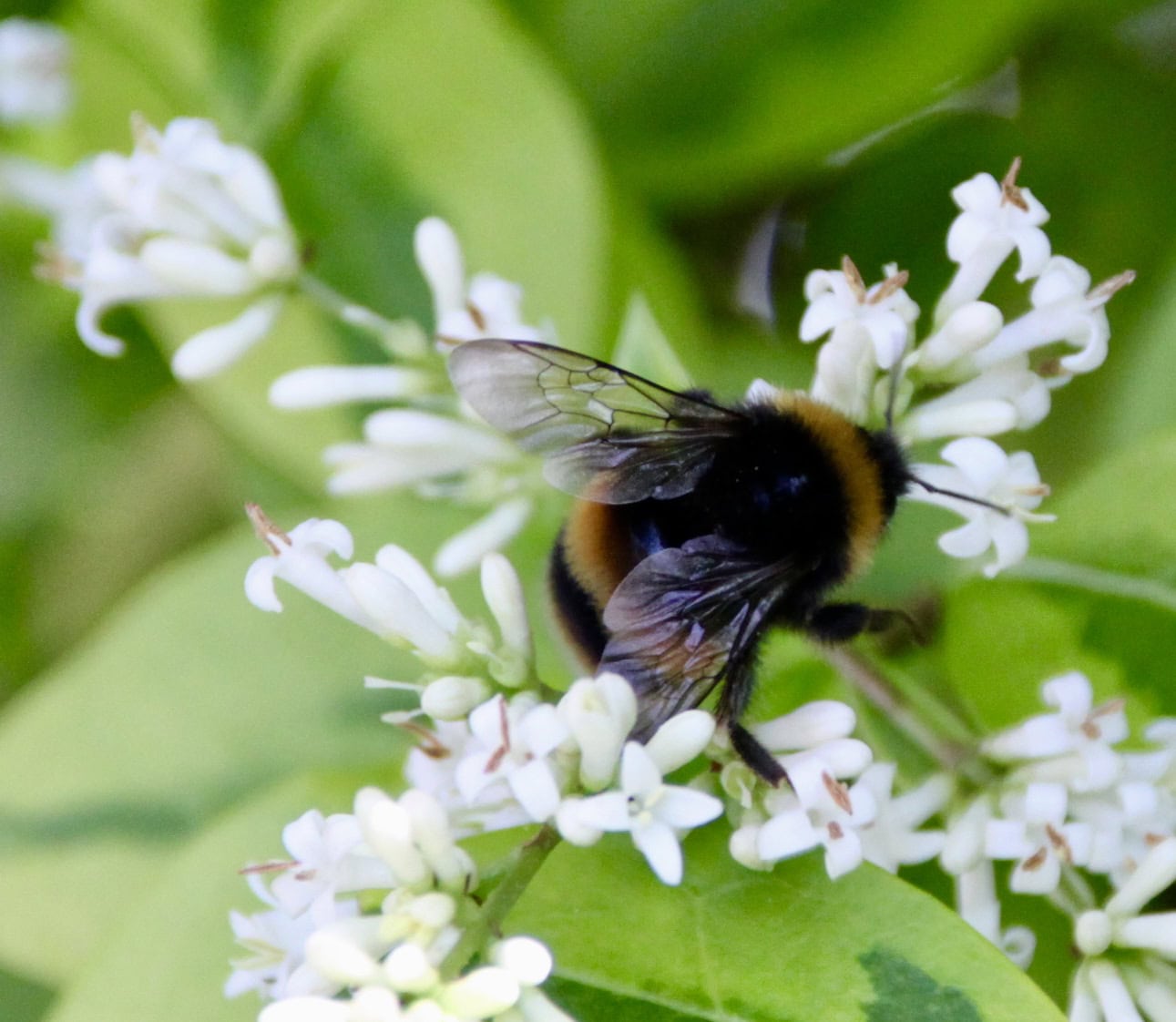 Bumbee — Animals in Scots #22