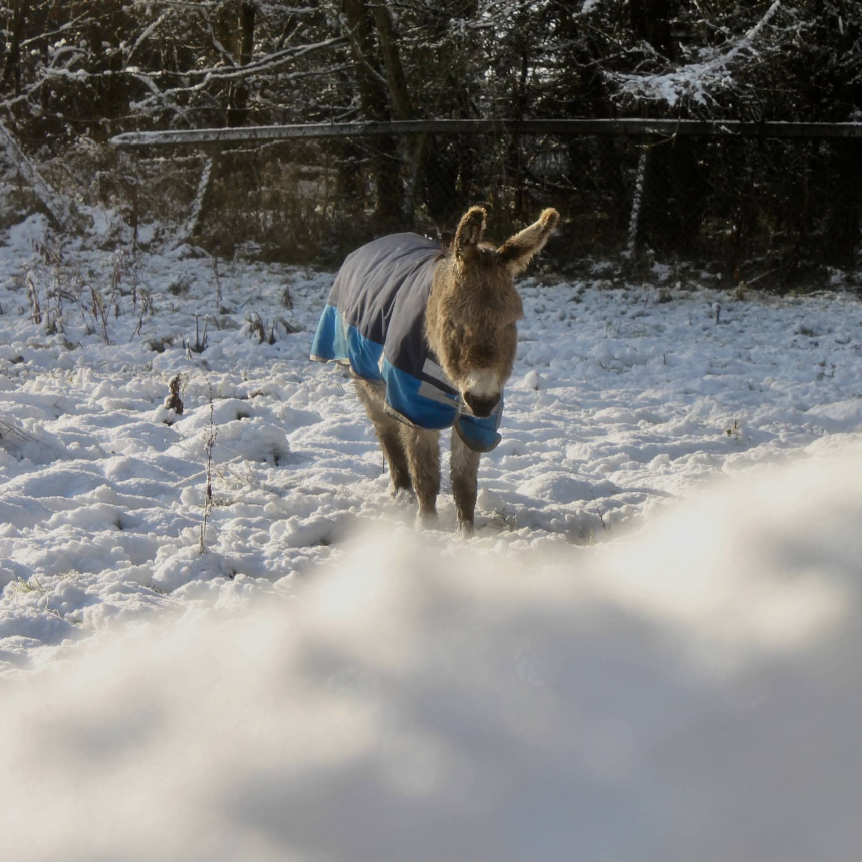 Cuddie — Animals in Scots #2