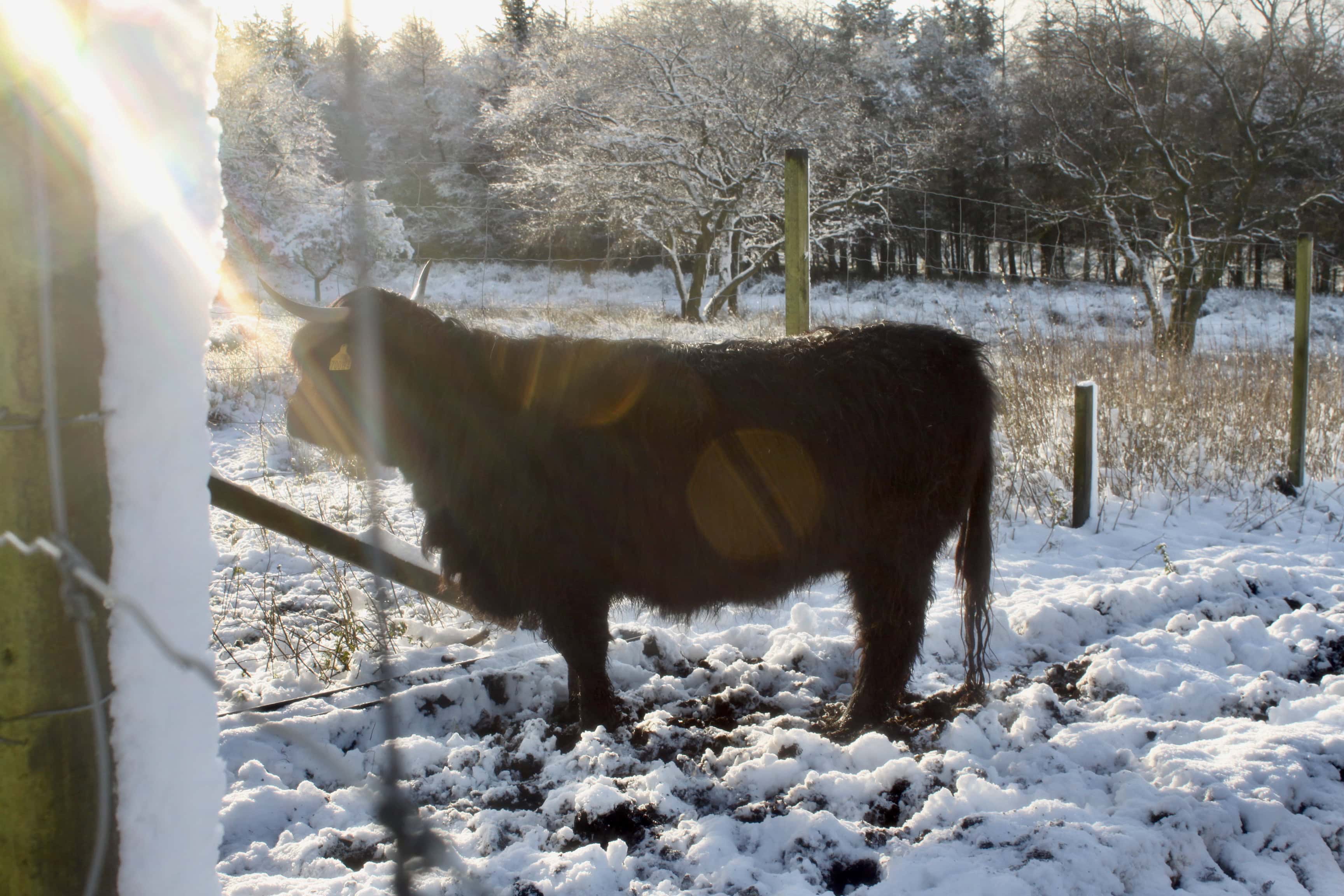 Black coated hielan coo by Jez Braithwaite
