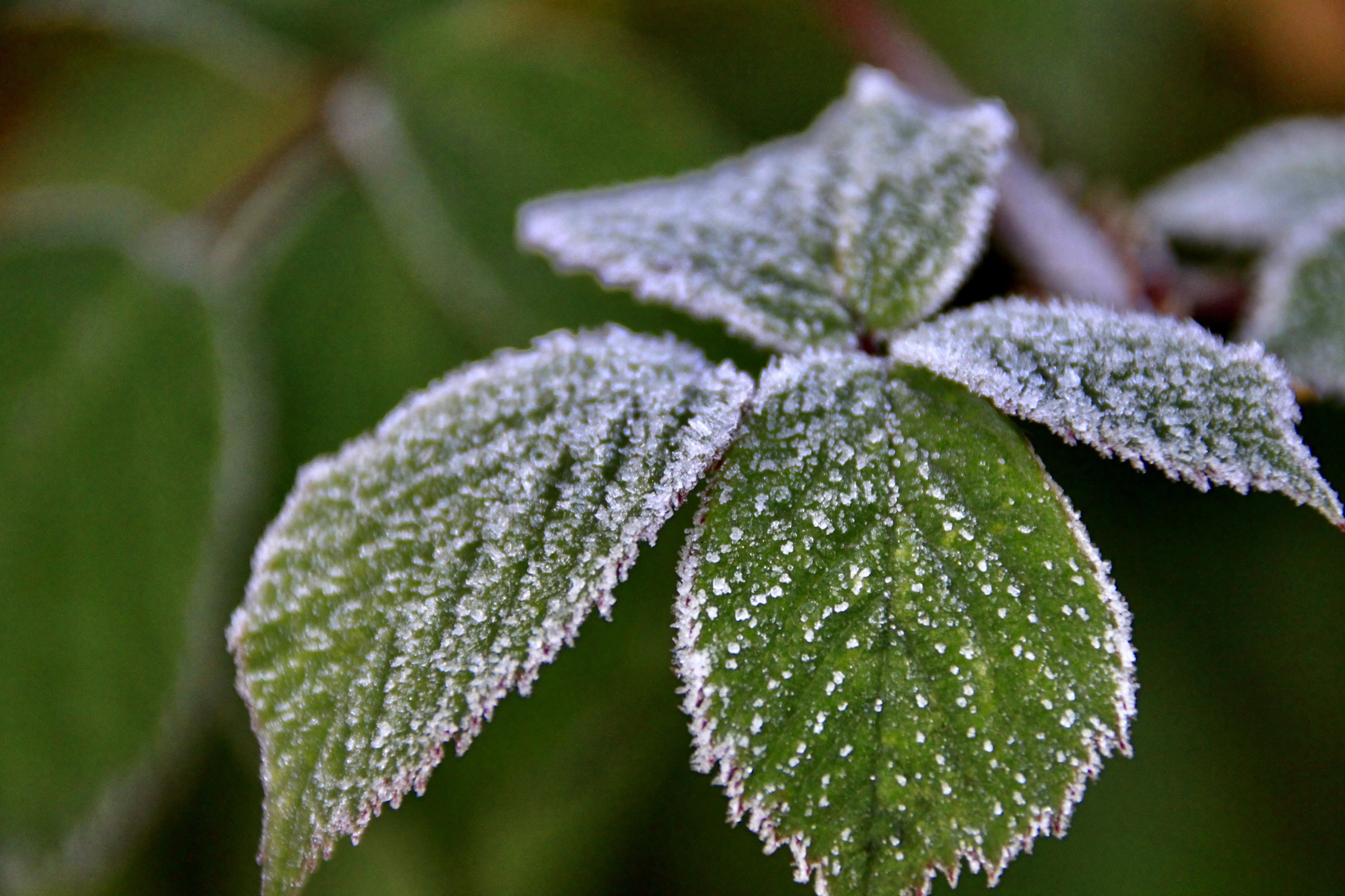 Icy leafs by Jez Braithwaite