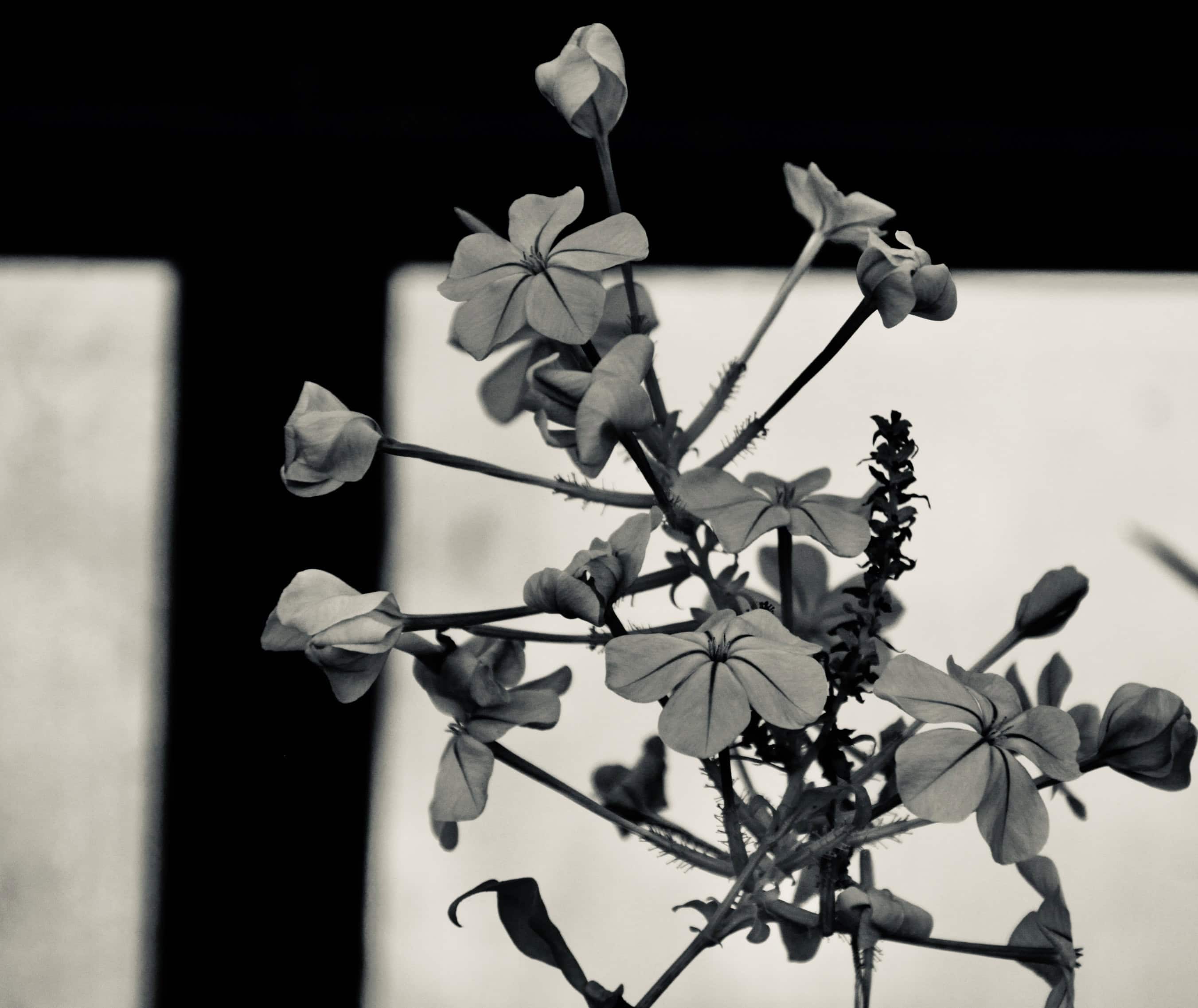 Monochrome Cape Leadwort by Jez Braithwaite