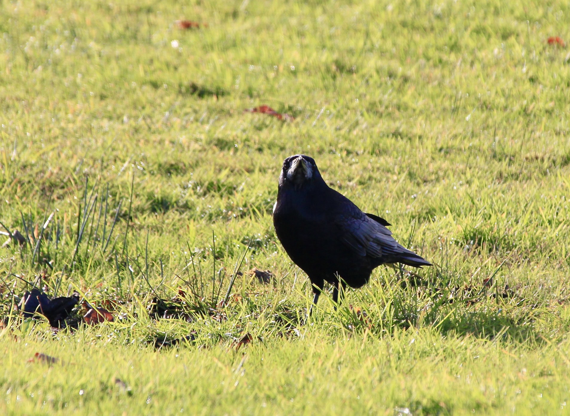 Craw — Animals in Scots #19