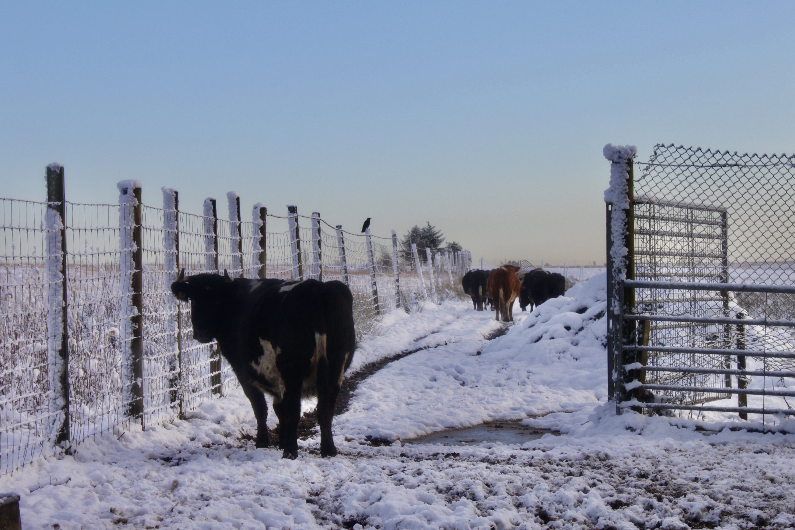 Coo — Animals in Scots #28