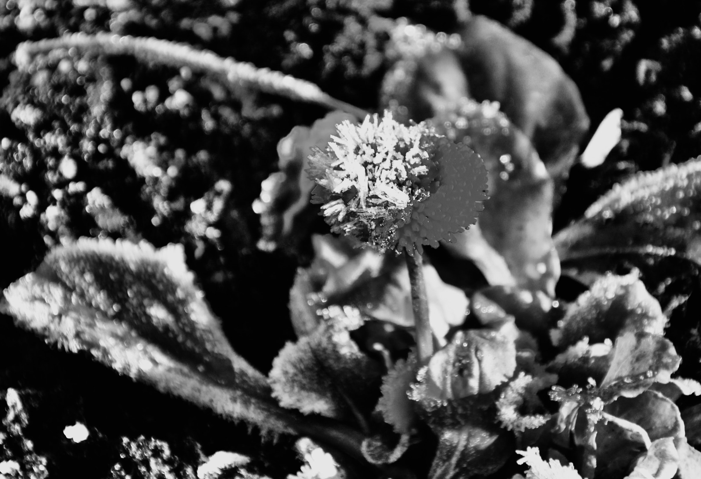 Monochrome Half frozen red aster by Jez Braithwaite