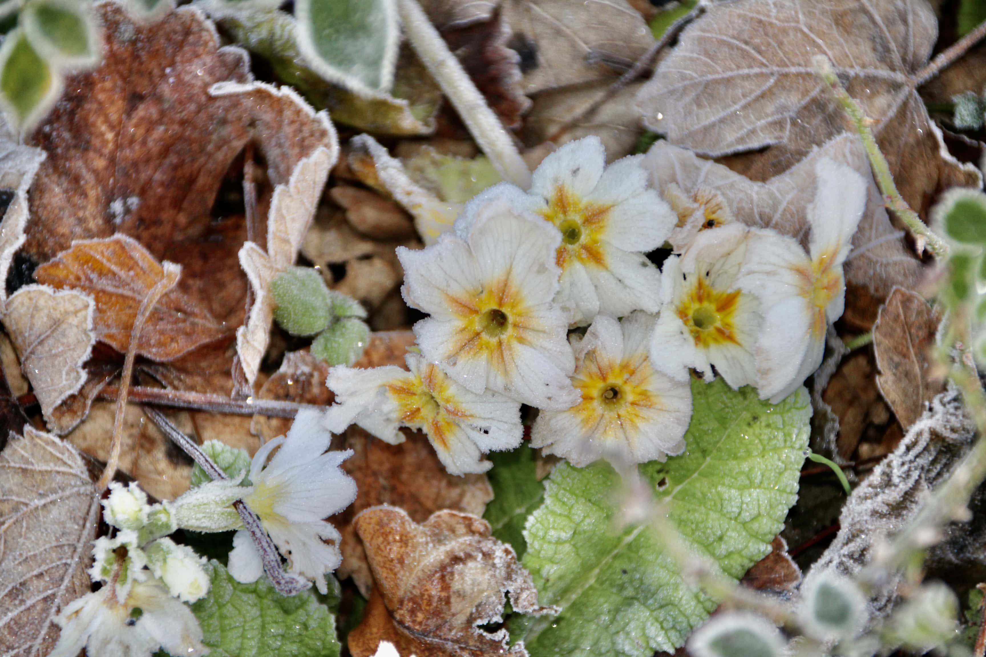 Frosty White Primrose by Jez Braithwaite