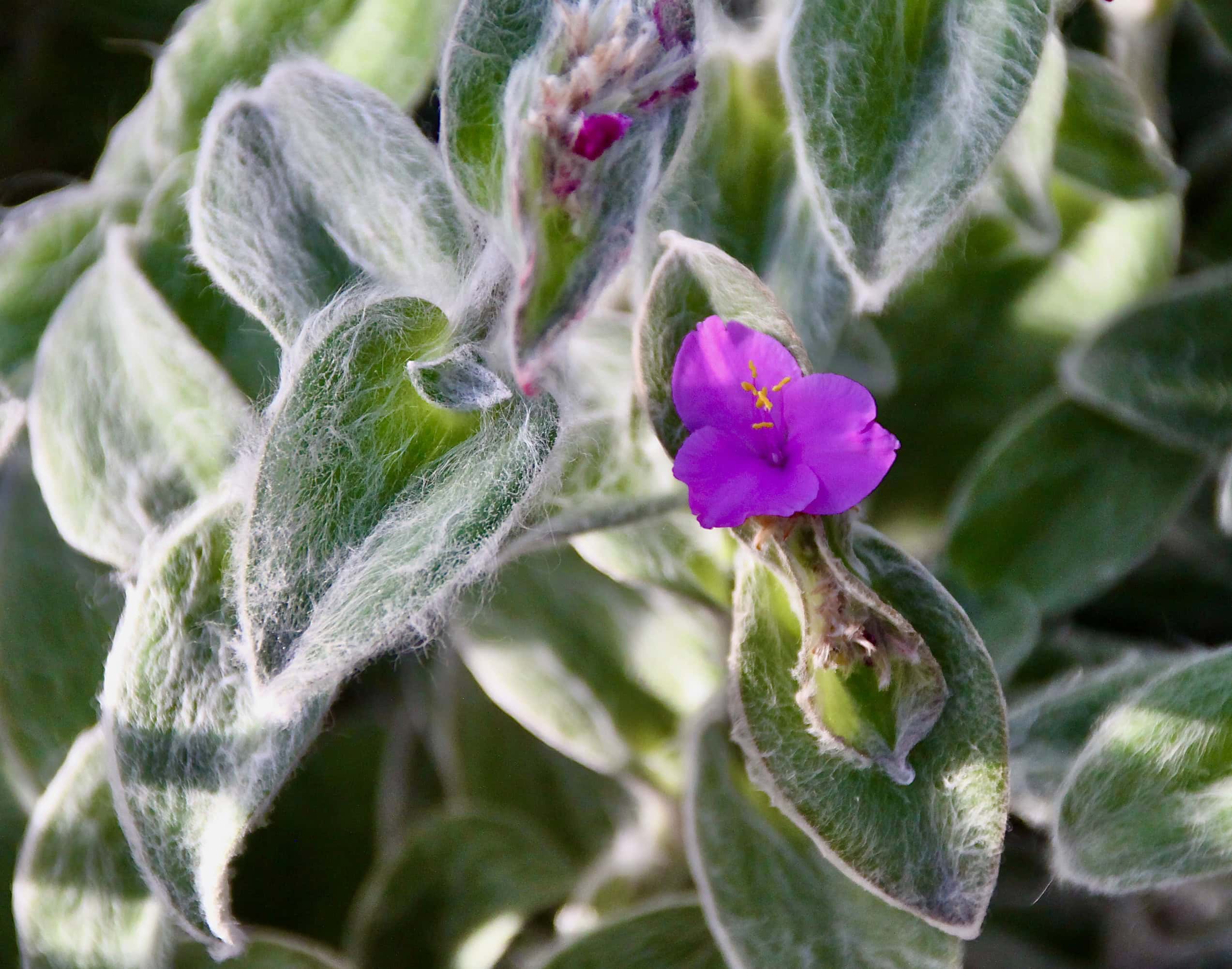Lambs Ear by Jez Braithwaite