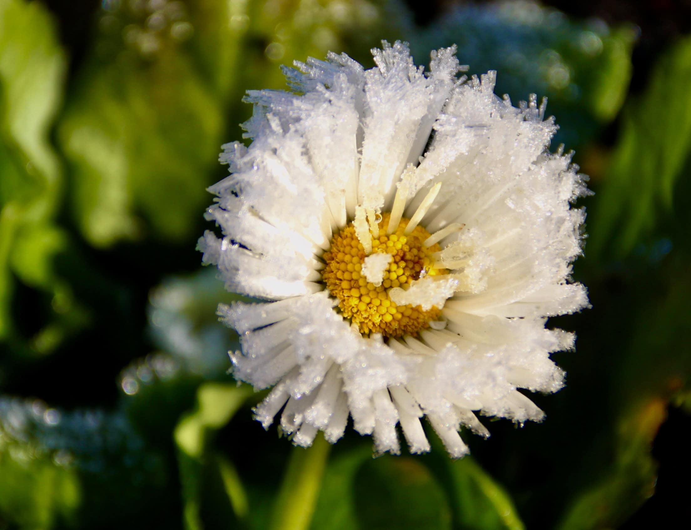 Alpen Aster by Jez Braithwaite