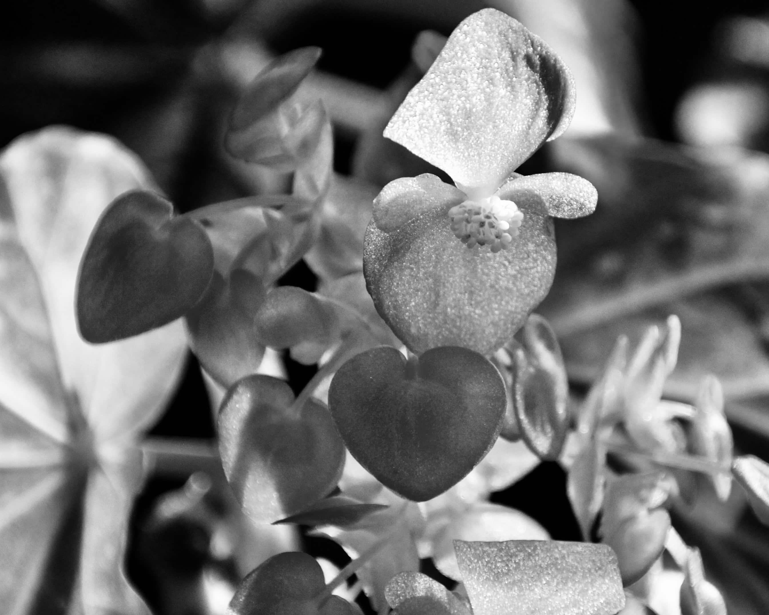 Begonia in Monochrome by Jez Braithwaite