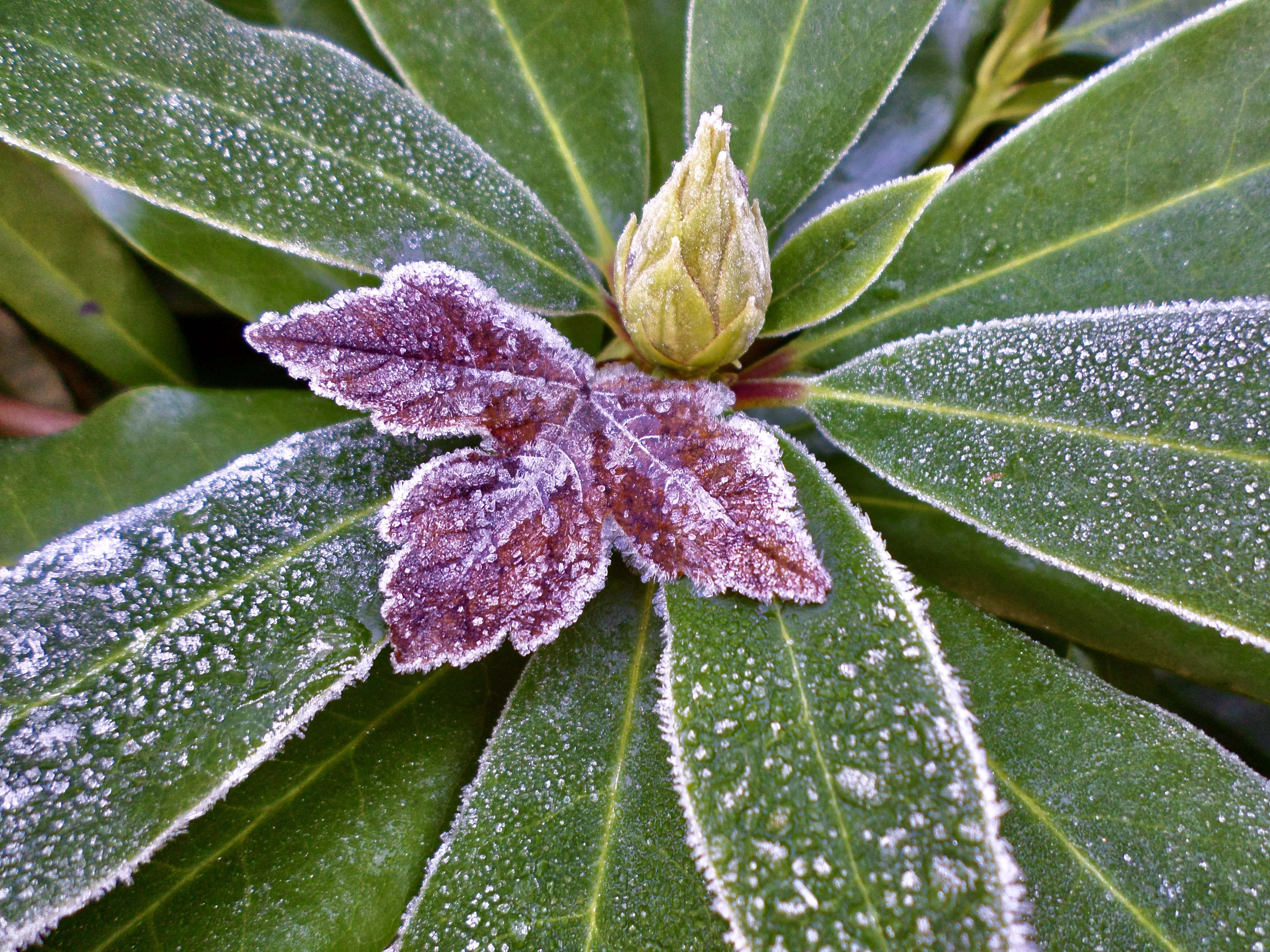 Icy rhododendron leafs by Jez Braithwaite