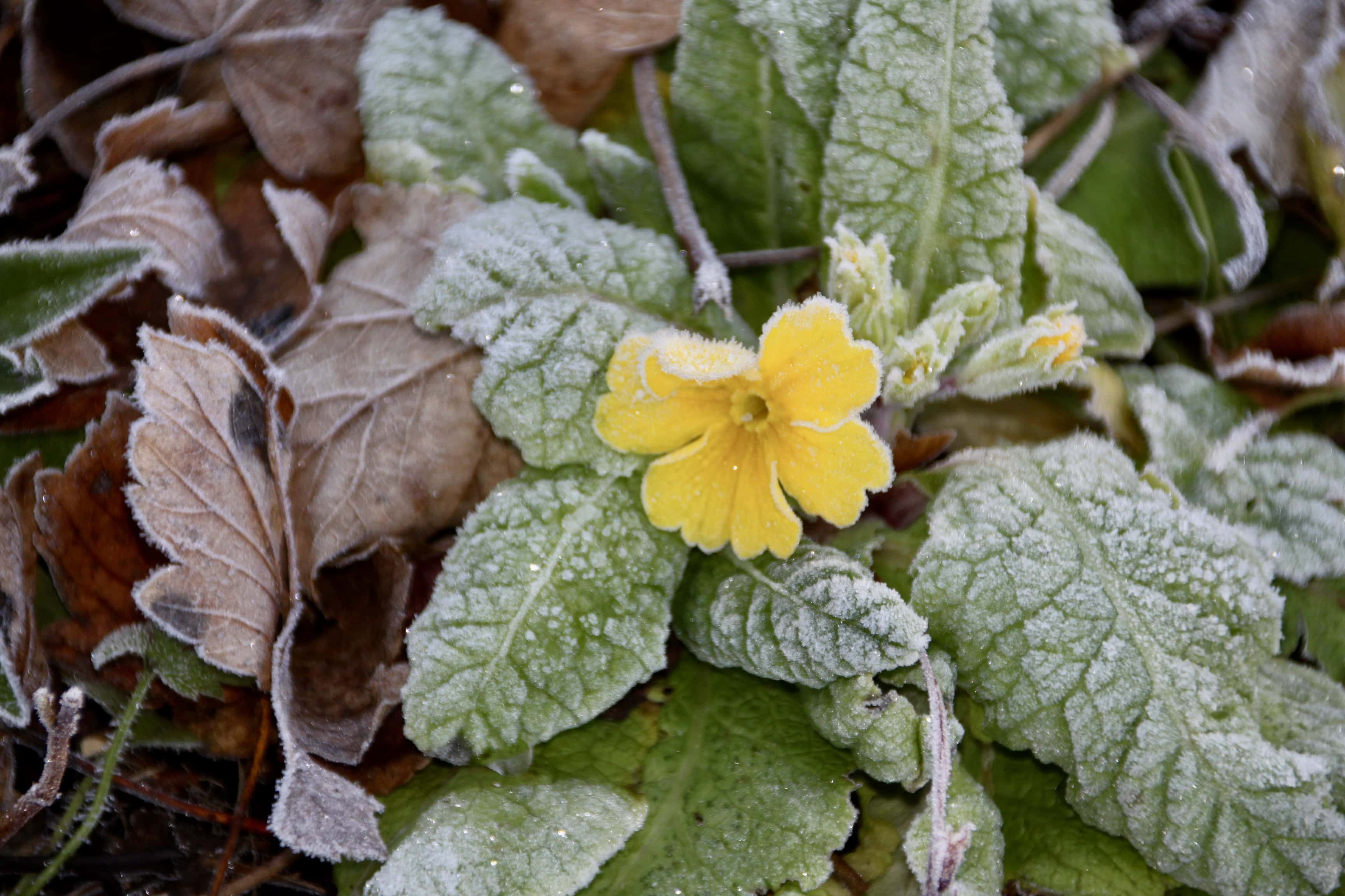 Frosty yellow primrose by Jez Braithwaite