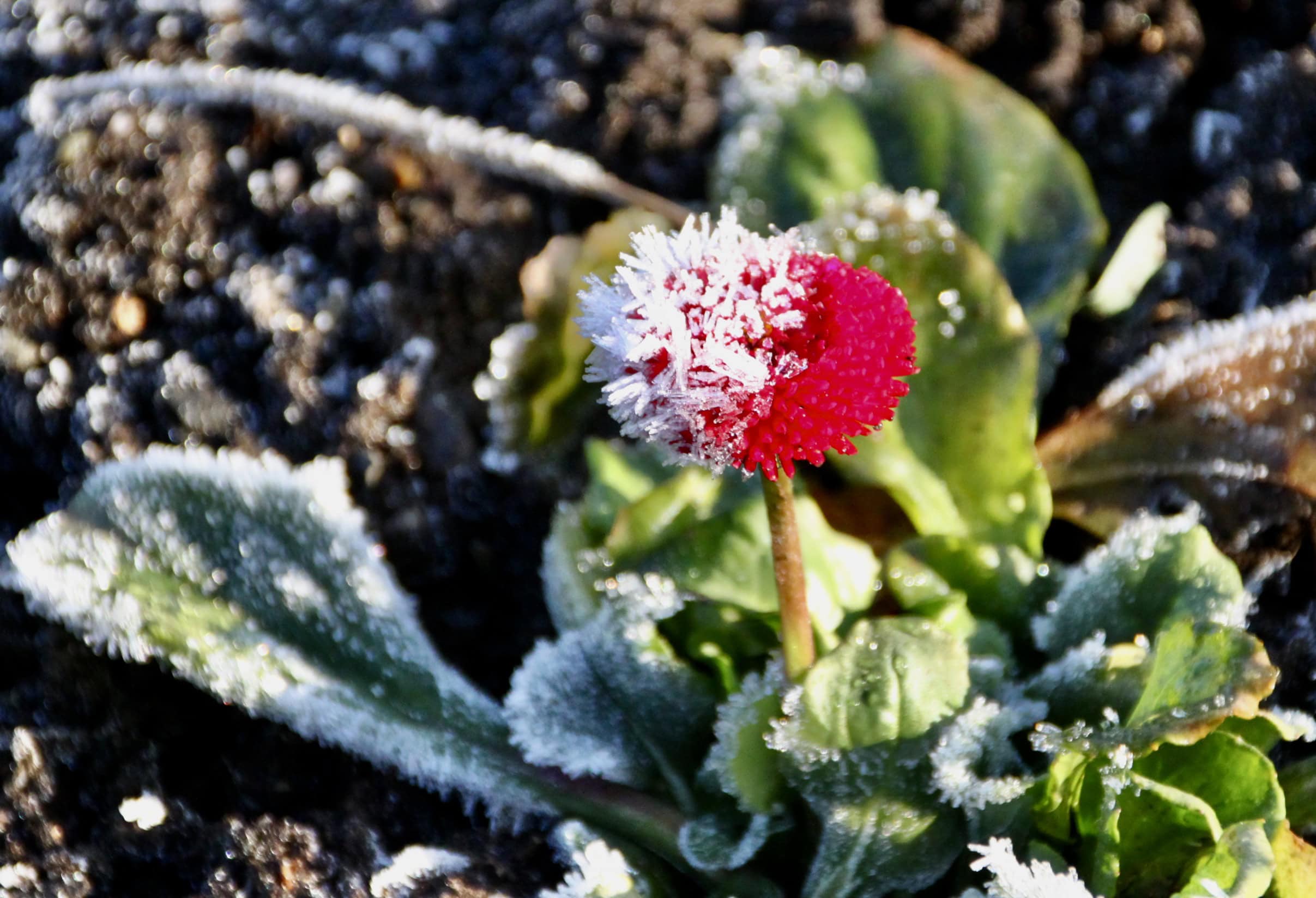 Half frozen red aster