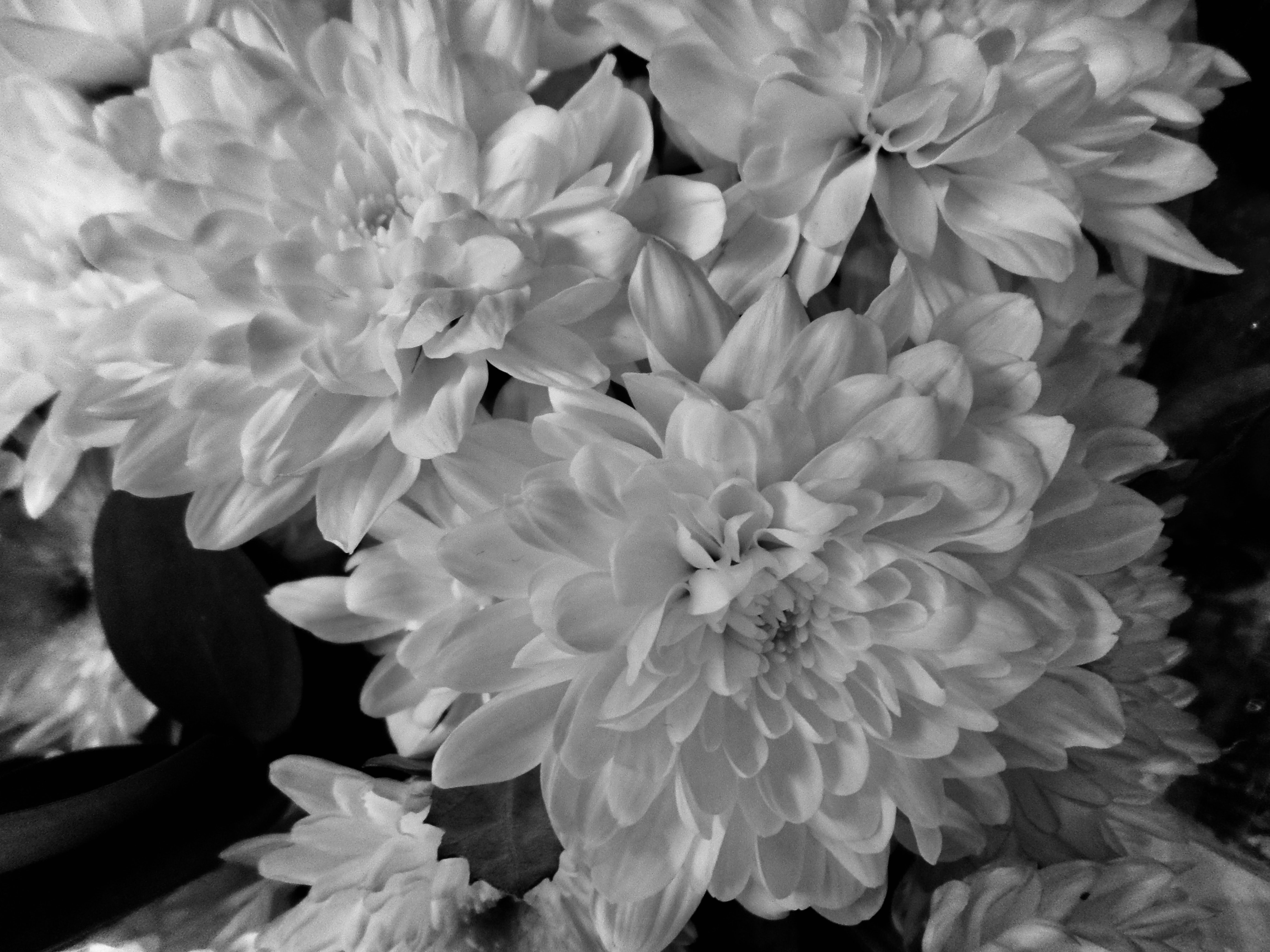 Monochrome Dahlia by Jez Braithwaite