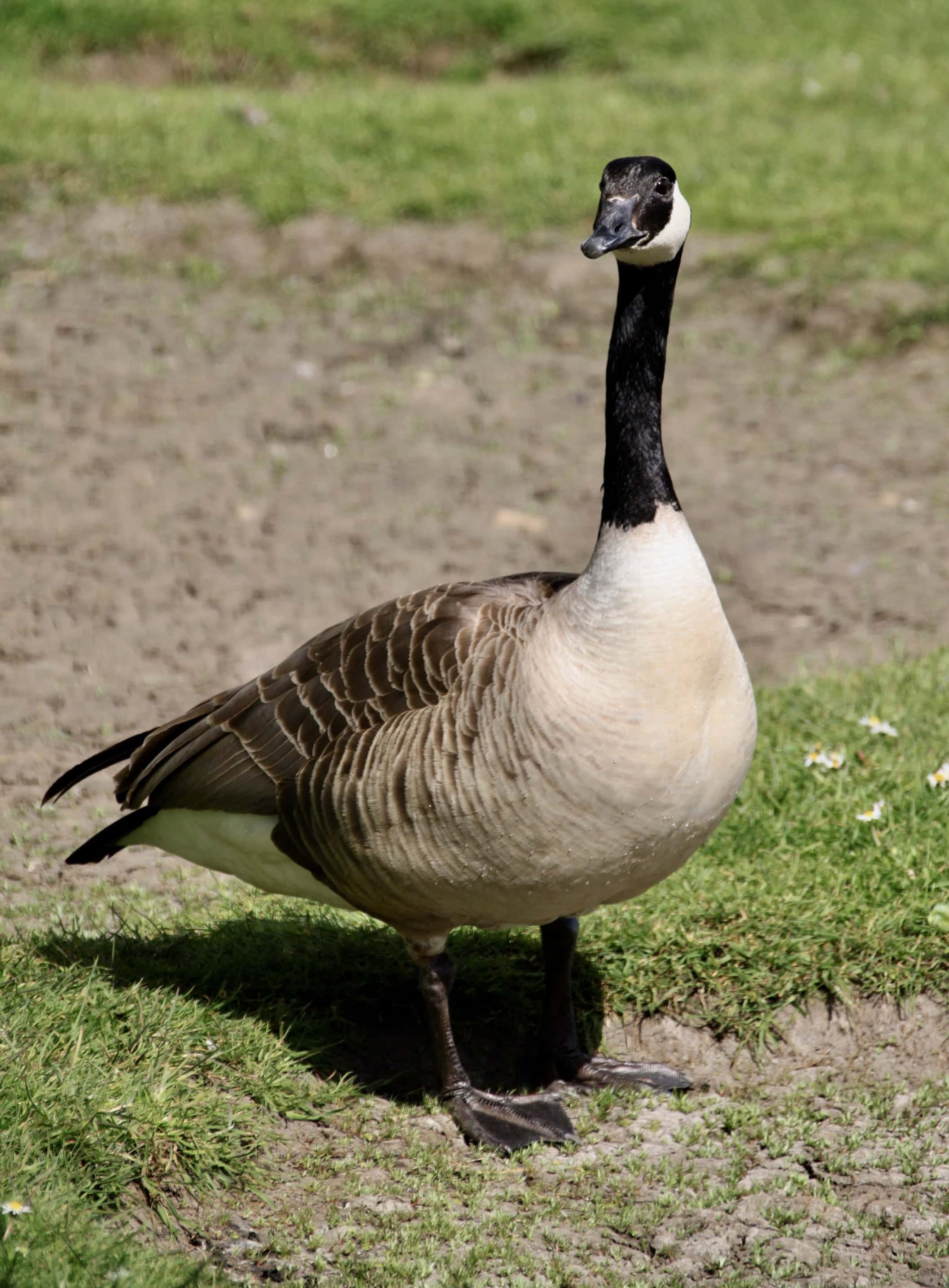 Guse — Animals in Scots #24