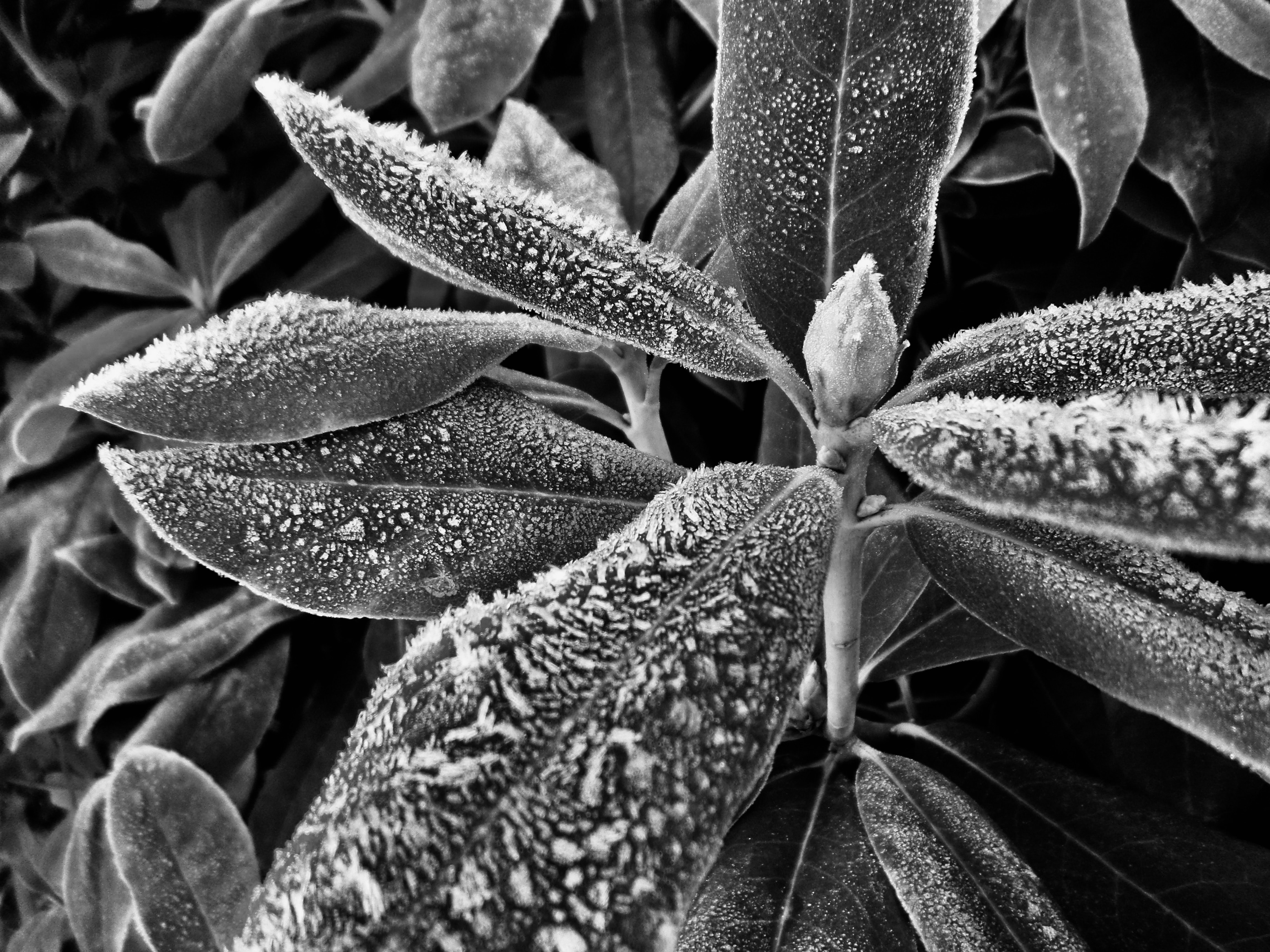 Icy rhododendron leafs in B&W by Jez Braithwaite
