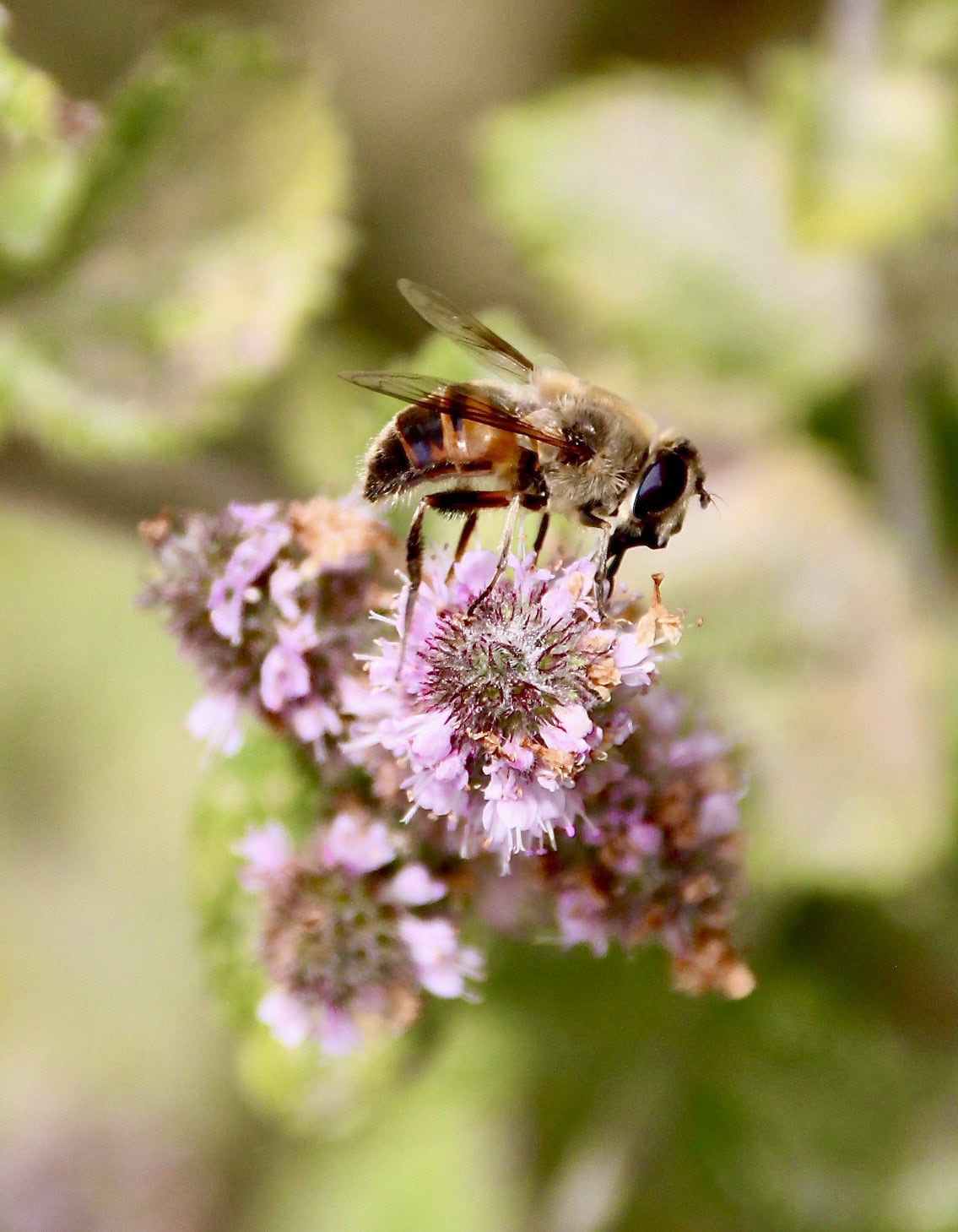Bee by Jez Braithwaite