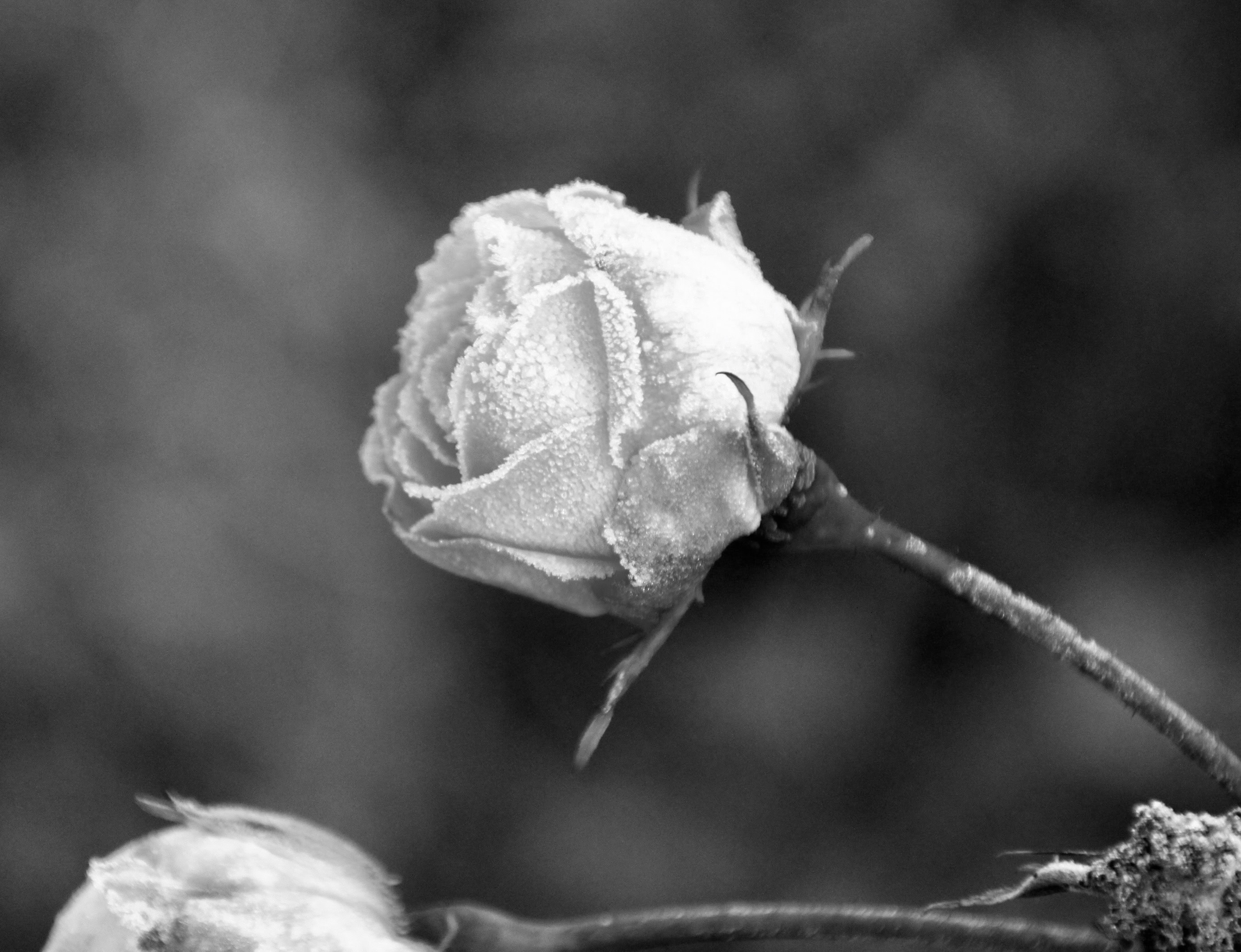 Monochrome frosty rose by Jez Braithwaite