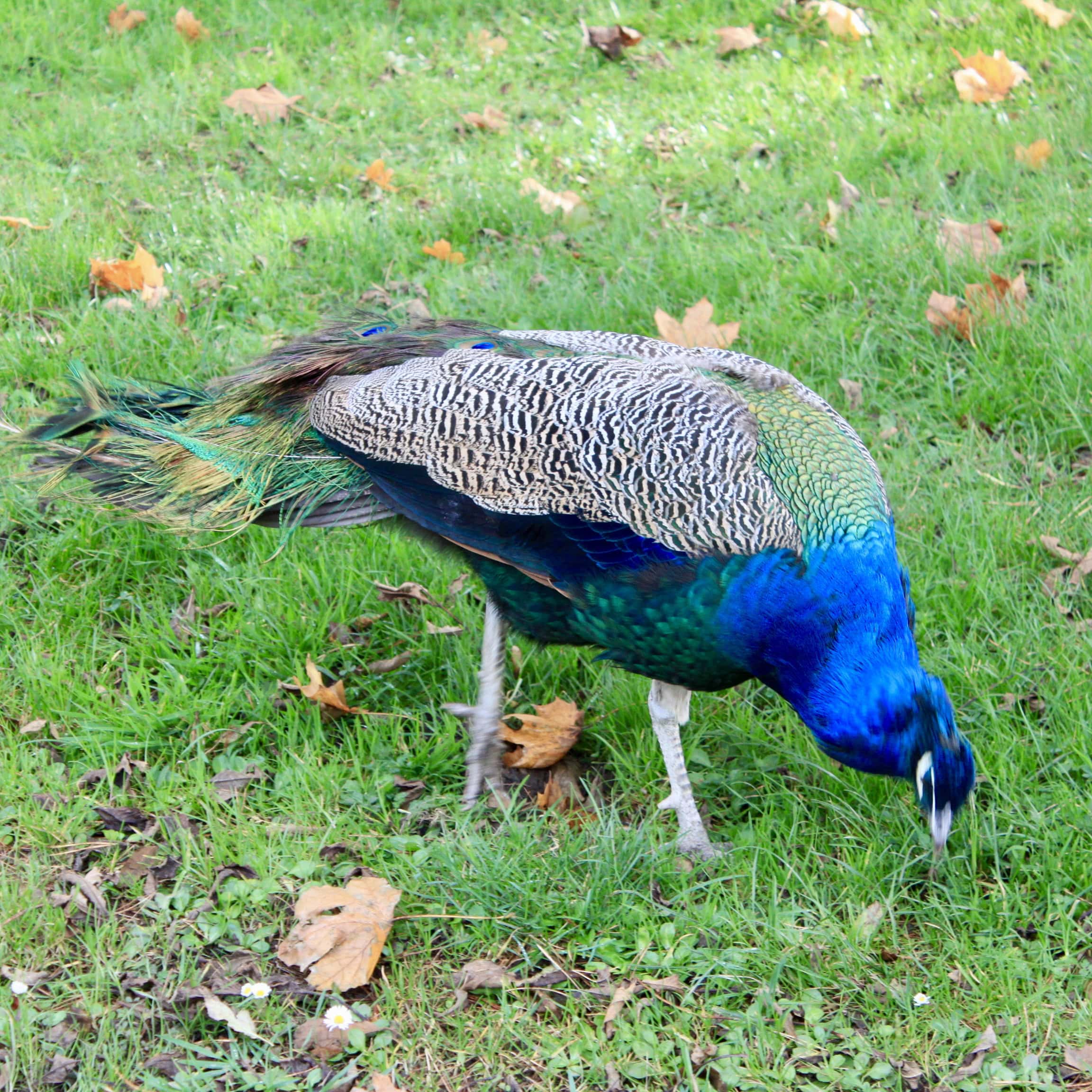 Paycock by Jez Braithwaite