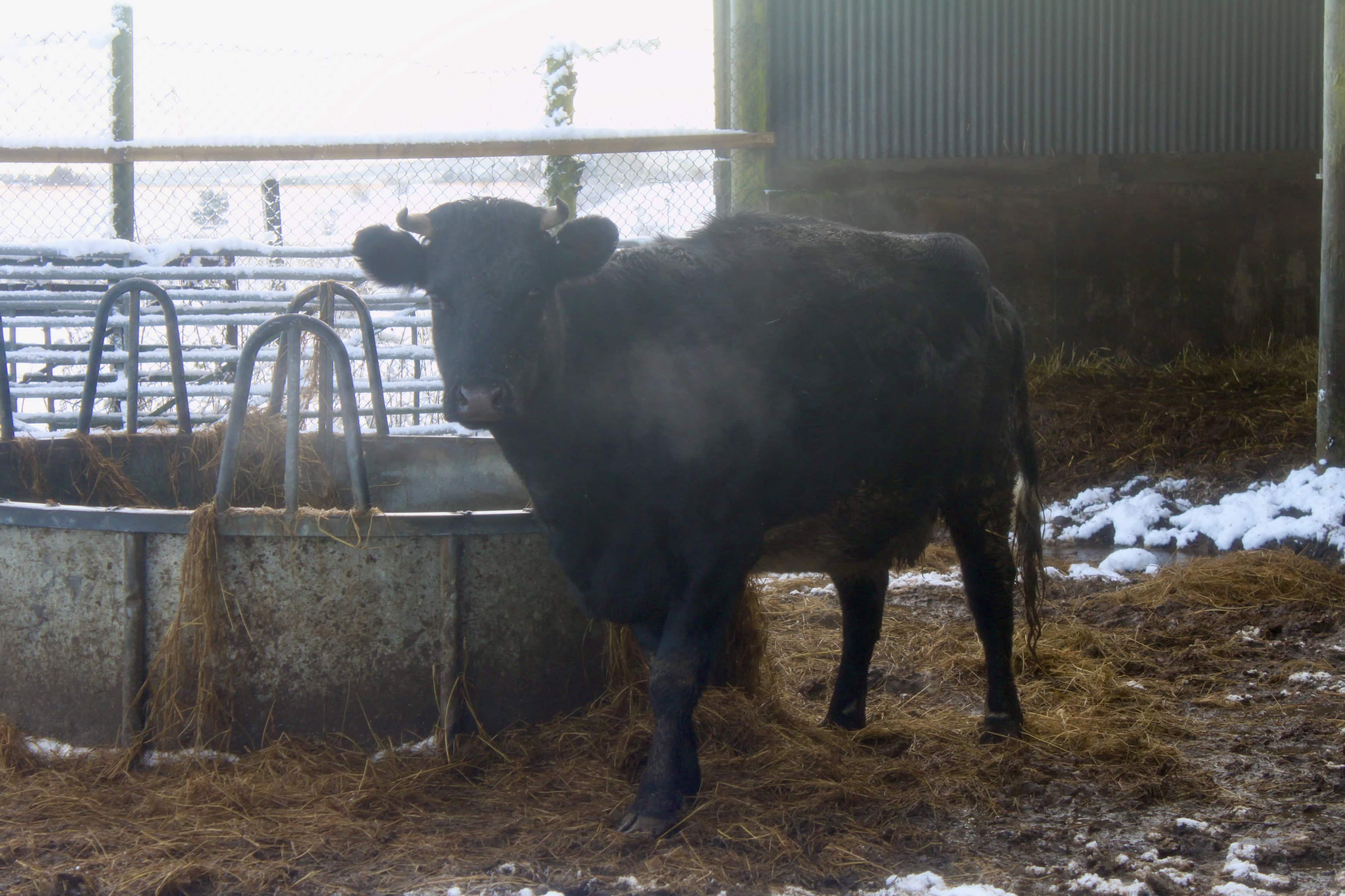 Coo by Jez Braithwaite