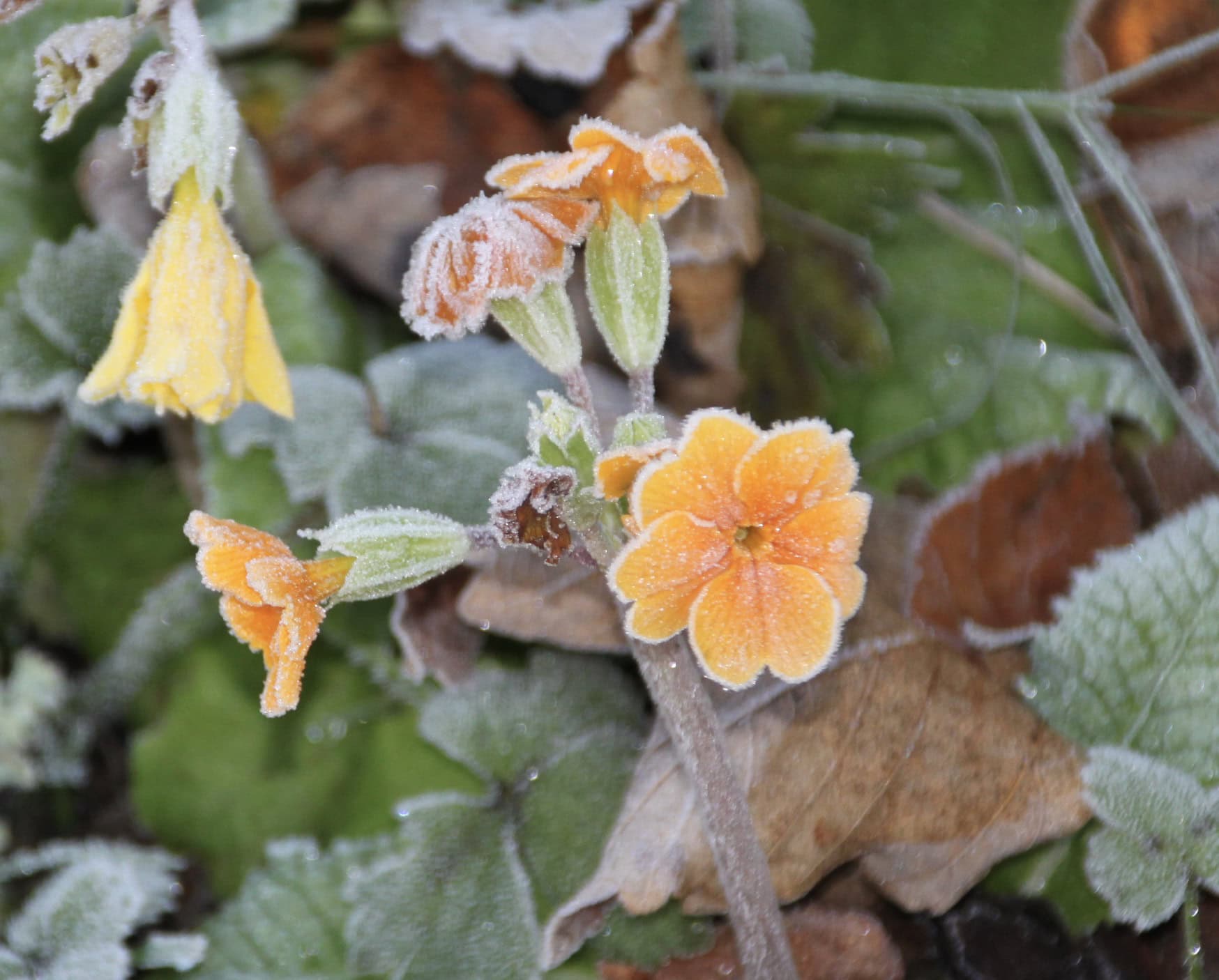 Frosty orange primrose by Jez Braithwaite