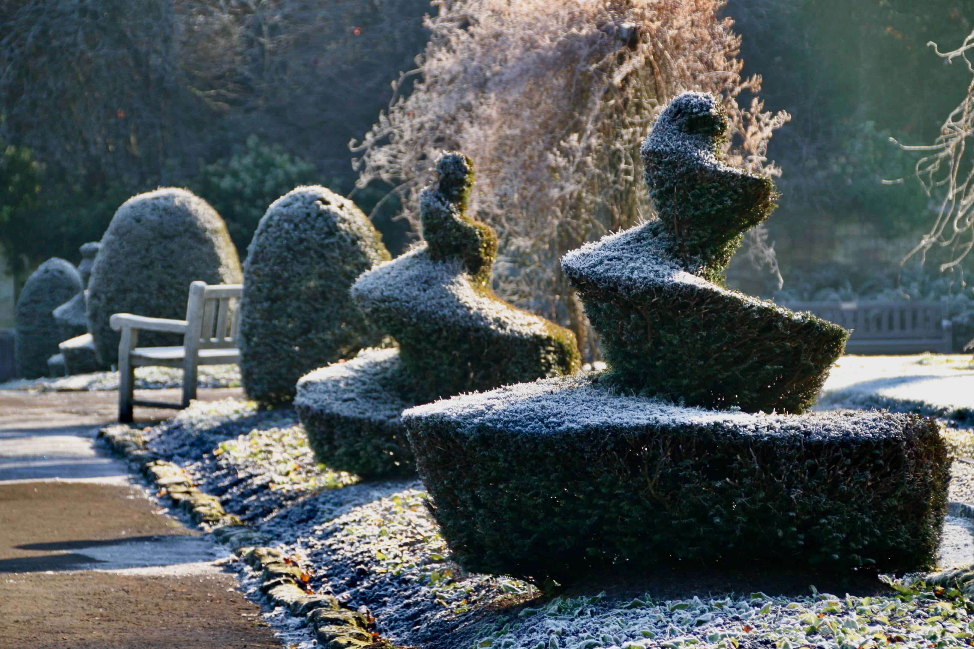 Hedge sculpture by Jez Braithwaite