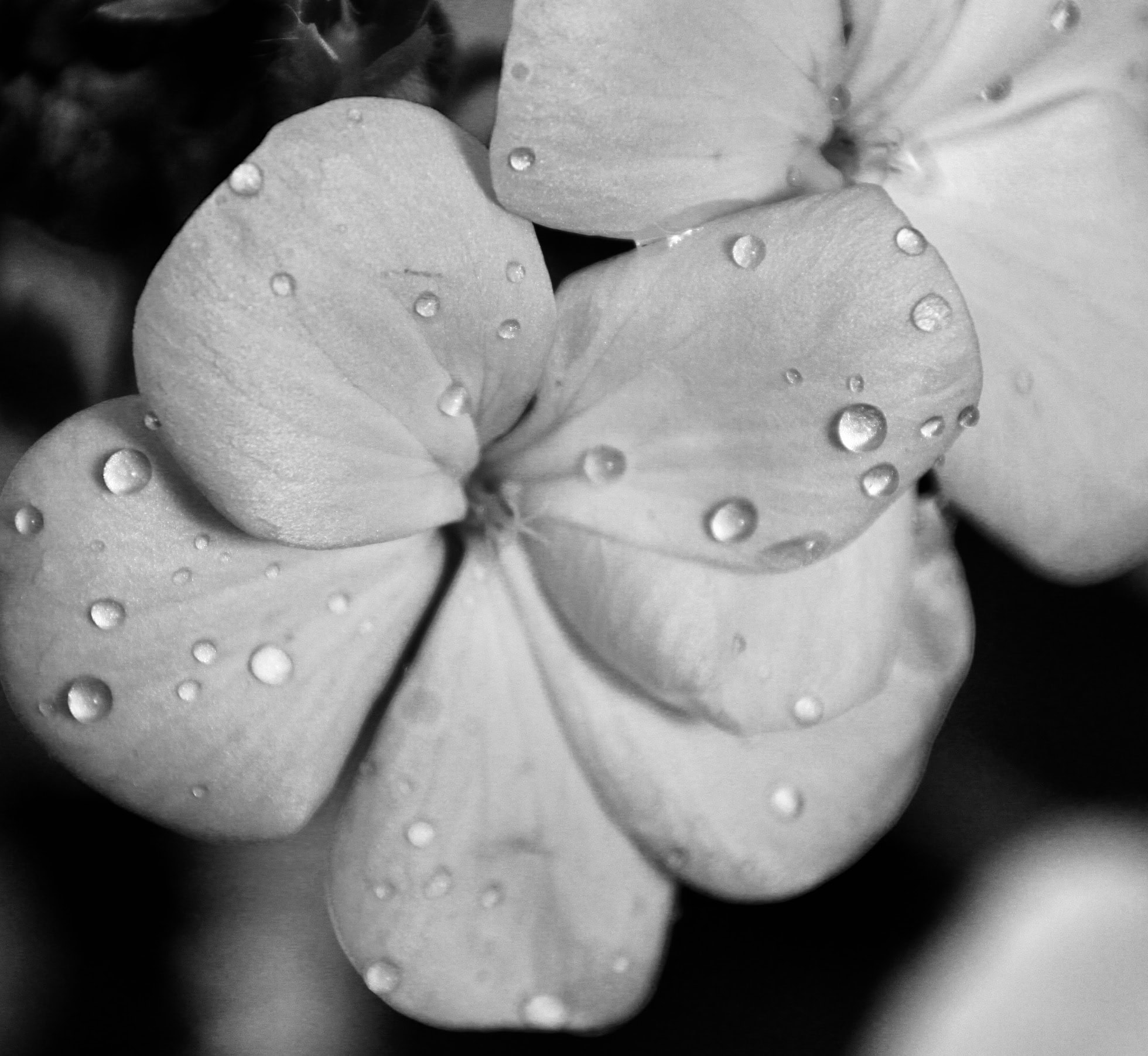 White geranium by Jez Braithwaite